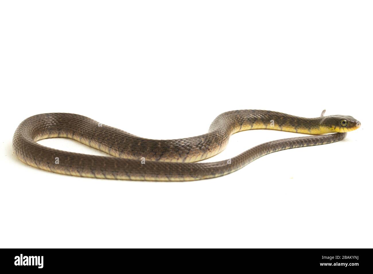 Wasserschlangendreieck Keelback (Xenochrophis trianguligerus) isoliert auf weißem Hintergrund Stockfoto