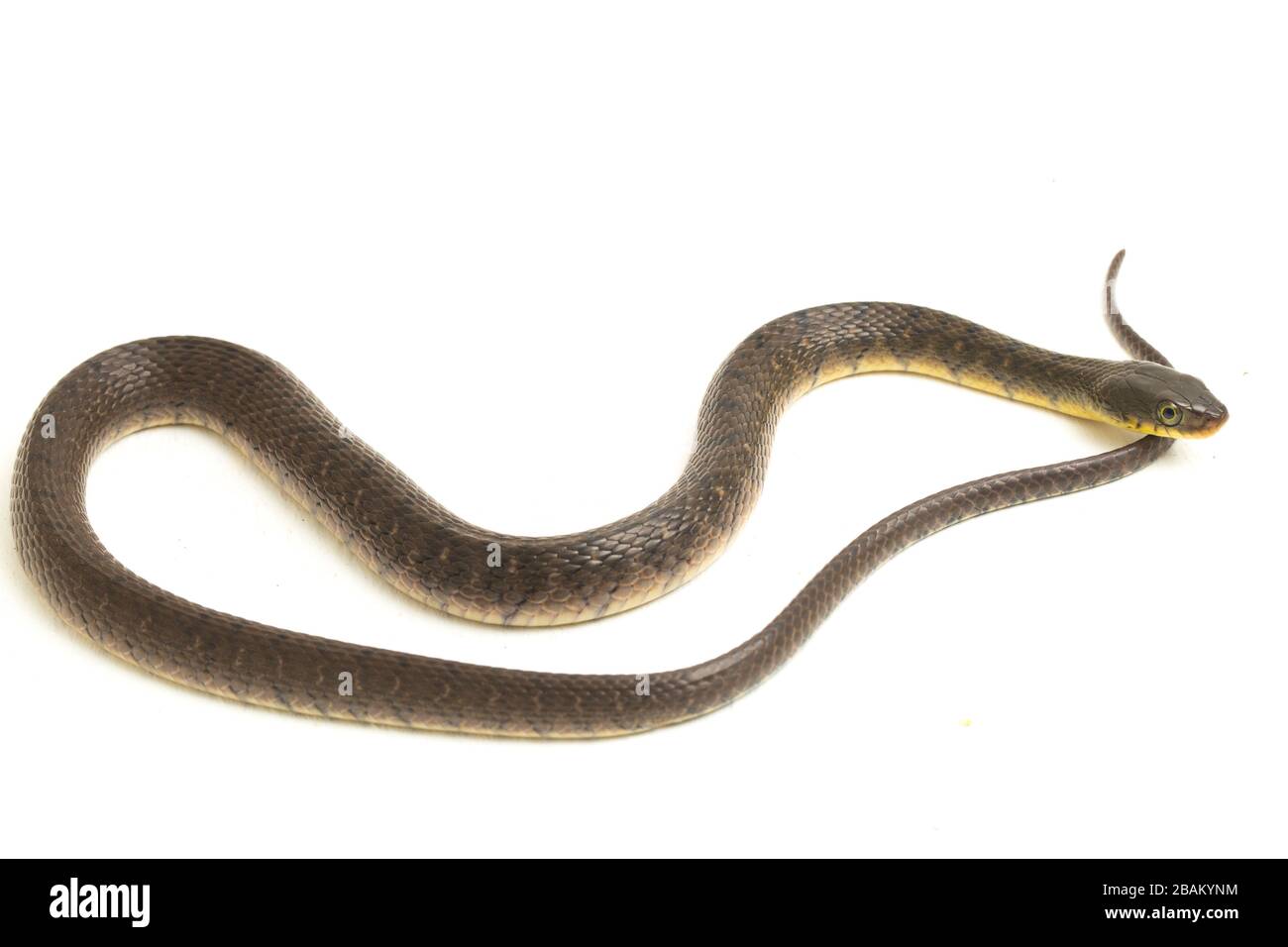 Wasserschlangendreieck Keelback (Xenochrophis trianguligerus) isoliert auf weißem Hintergrund Stockfoto