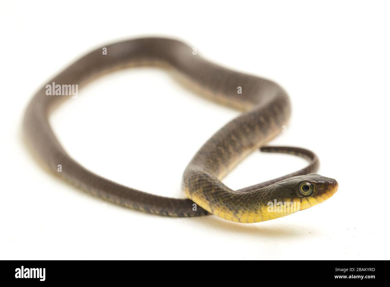 Wasserschlangendreieck Keelback (Xenochrophis trianguligerus) isoliert auf weißem Hintergrund Stockfoto