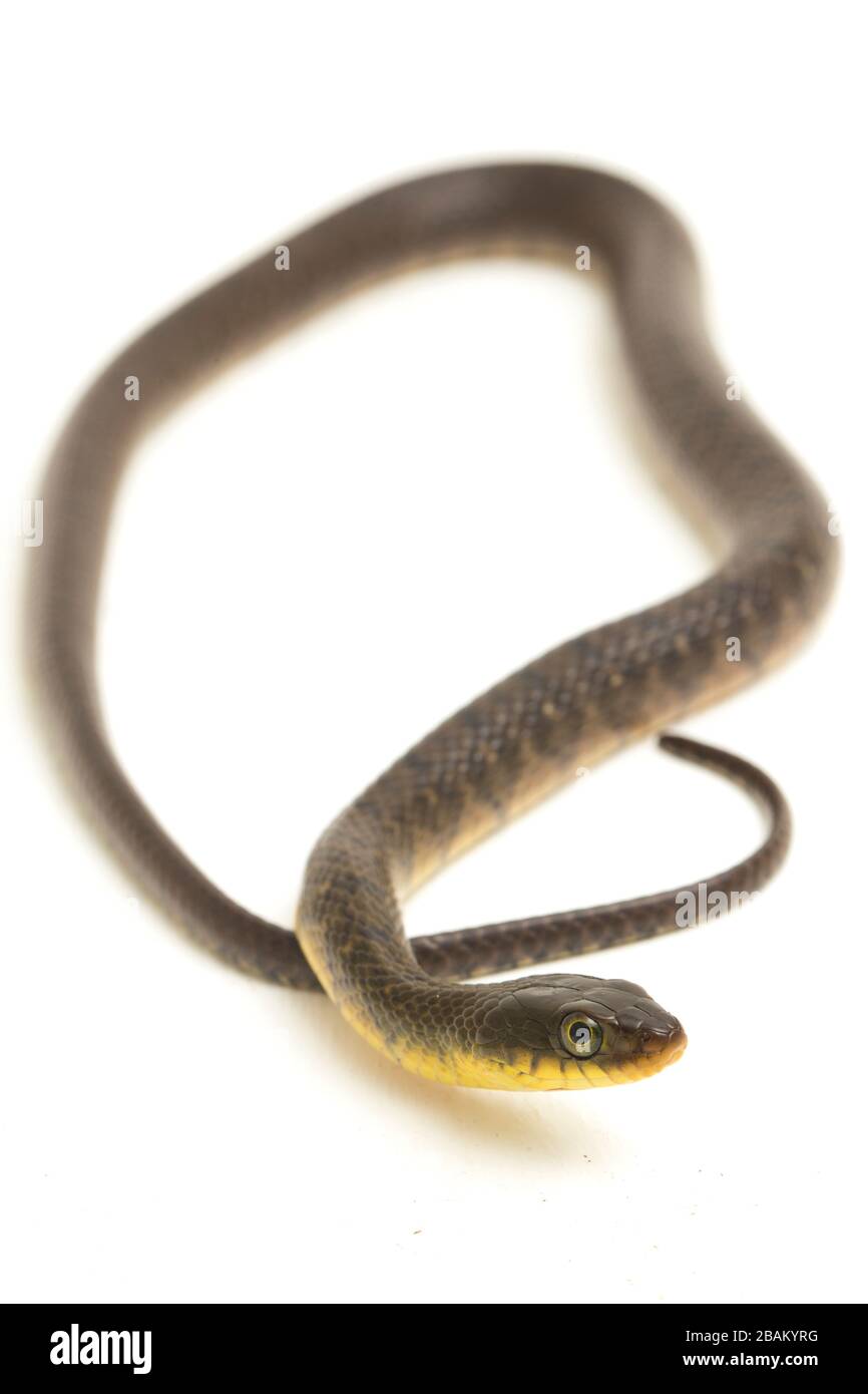 Wasserschlangendreieck Keelback (Xenochrophis trianguligerus) isoliert auf weißem Hintergrund Stockfoto