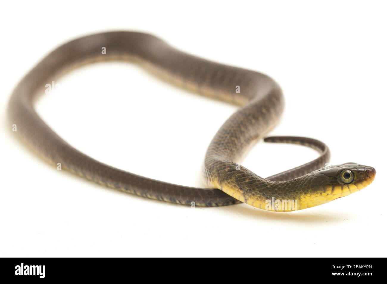 Wasserschlangendreieck Keelback (Xenochrophis trianguligerus) isoliert auf weißem Hintergrund Stockfoto