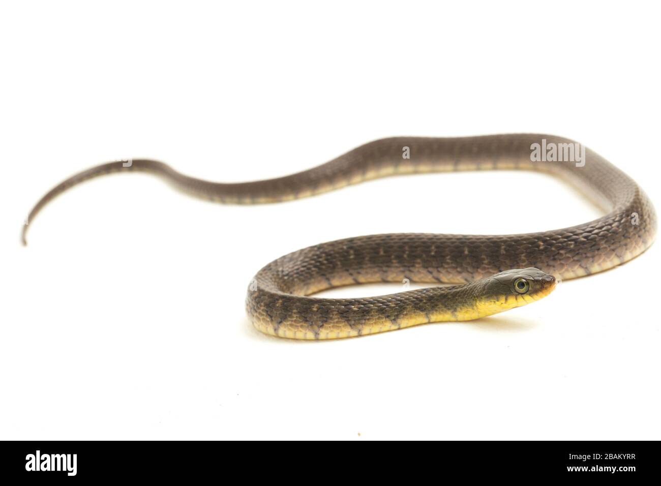 Wasserschlangendreieck Keelback (Xenochrophis trianguligerus) isoliert auf weißem Hintergrund Stockfoto