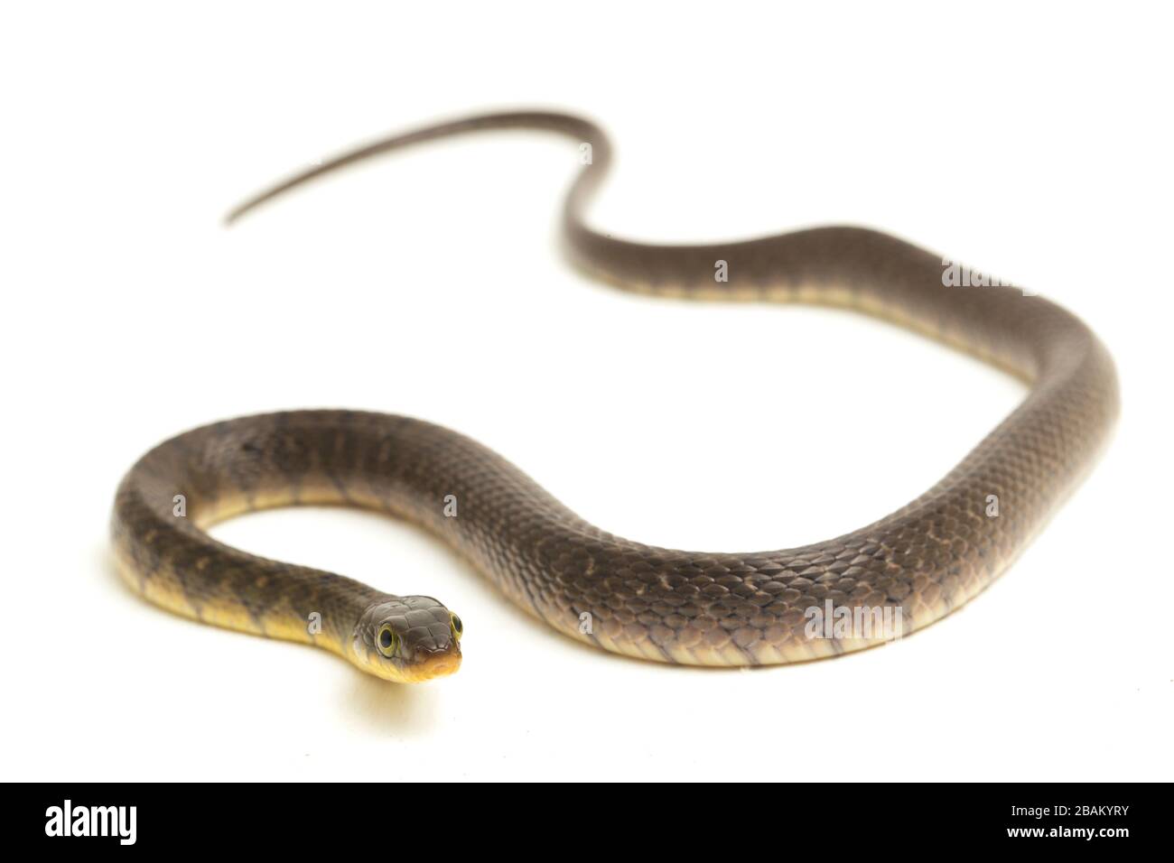 Wasserschlangendreieck Keelback (Xenochrophis trianguligerus) isoliert auf weißem Hintergrund Stockfoto