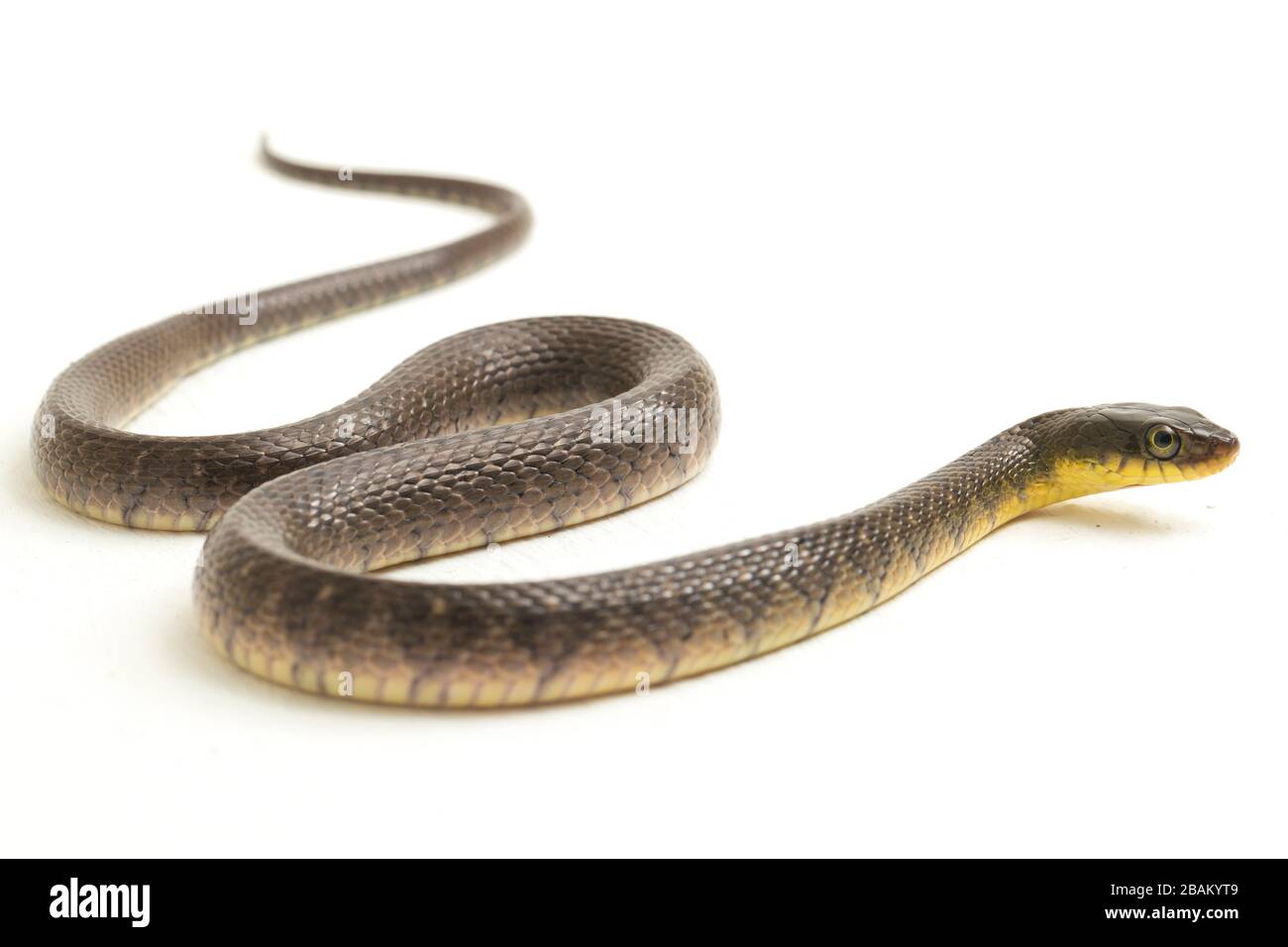 Wasserschlangendreieck Keelback (Xenochrophis trianguligerus) isoliert auf weißem Hintergrund Stockfoto