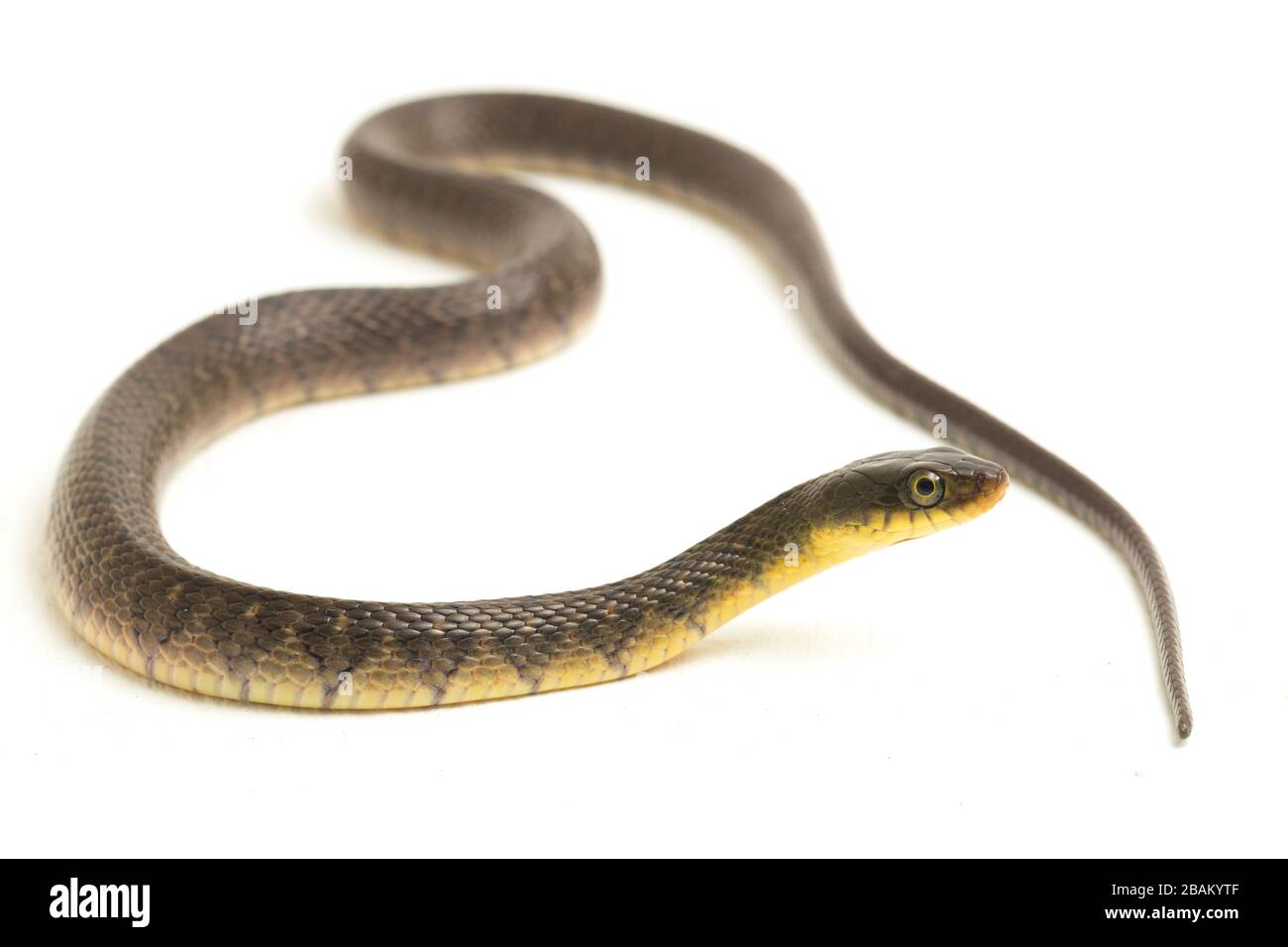 Wasserschlangendreieck Keelback (Xenochrophis trianguligerus) isoliert auf weißem Hintergrund Stockfoto