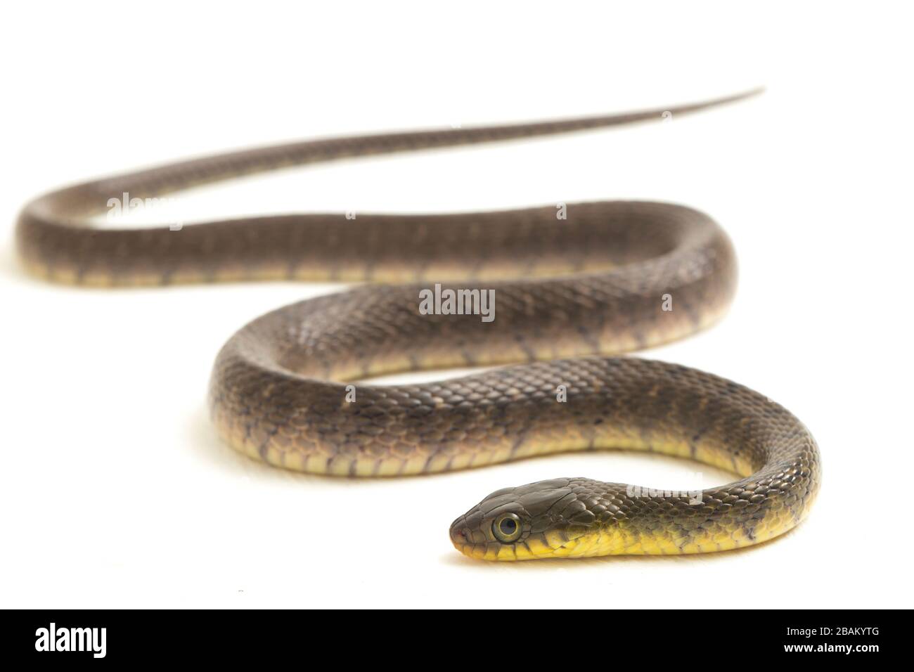 Wasserschlangendreieck Keelback (Xenochrophis trianguligerus) isoliert auf weißem Hintergrund Stockfoto