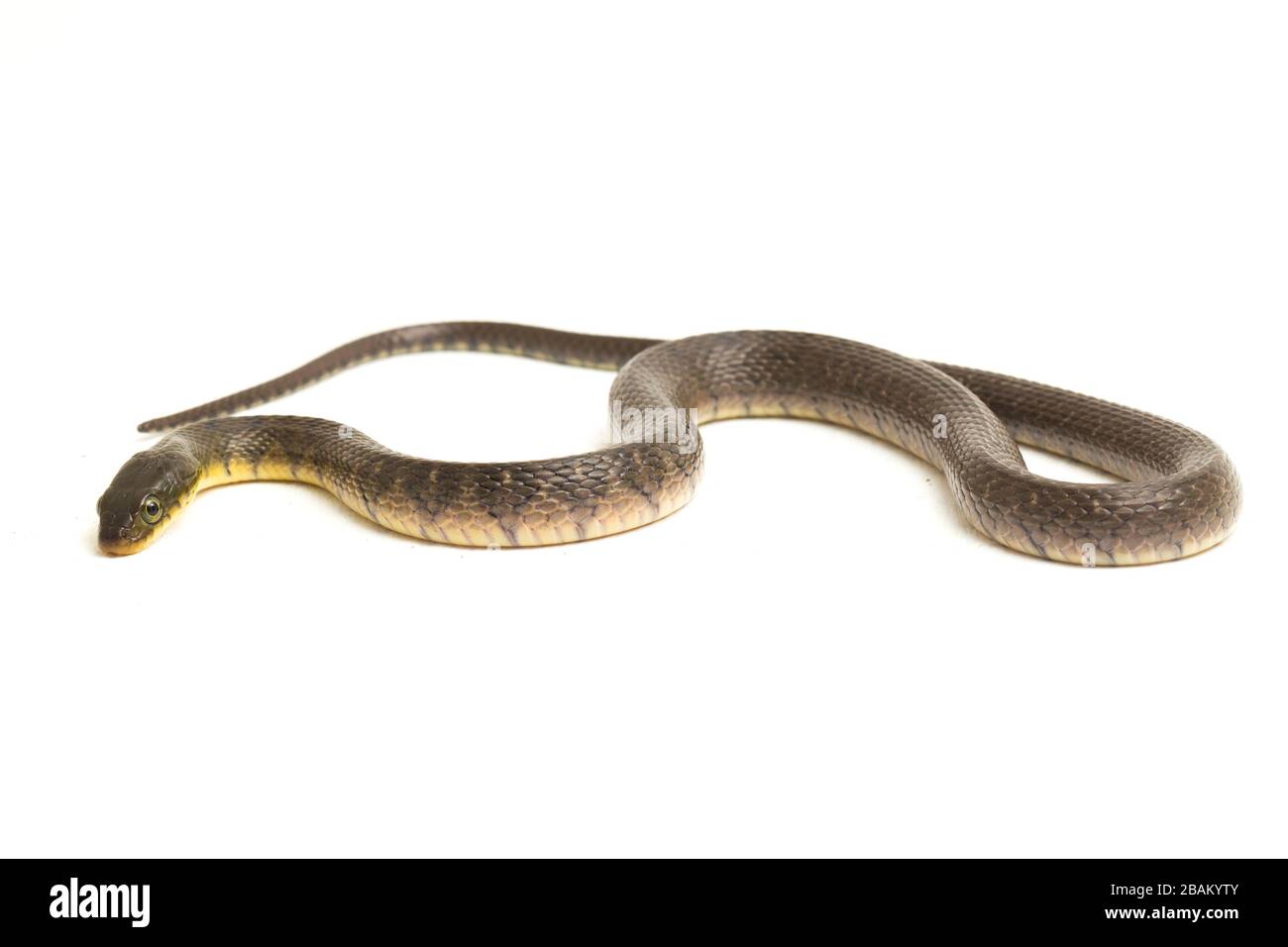 Wasserschlangendreieck Keelback (Xenochrophis trianguligerus) isoliert auf weißem Hintergrund Stockfoto