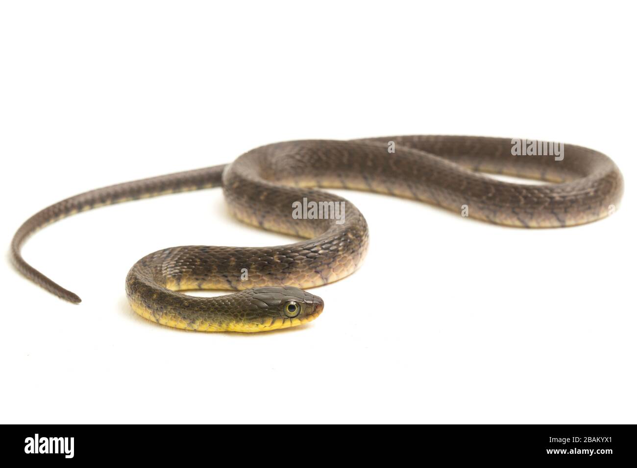 Wasserschlangendreieck Keelback (Xenochrophis trianguligerus) isoliert auf weißem Hintergrund Stockfoto