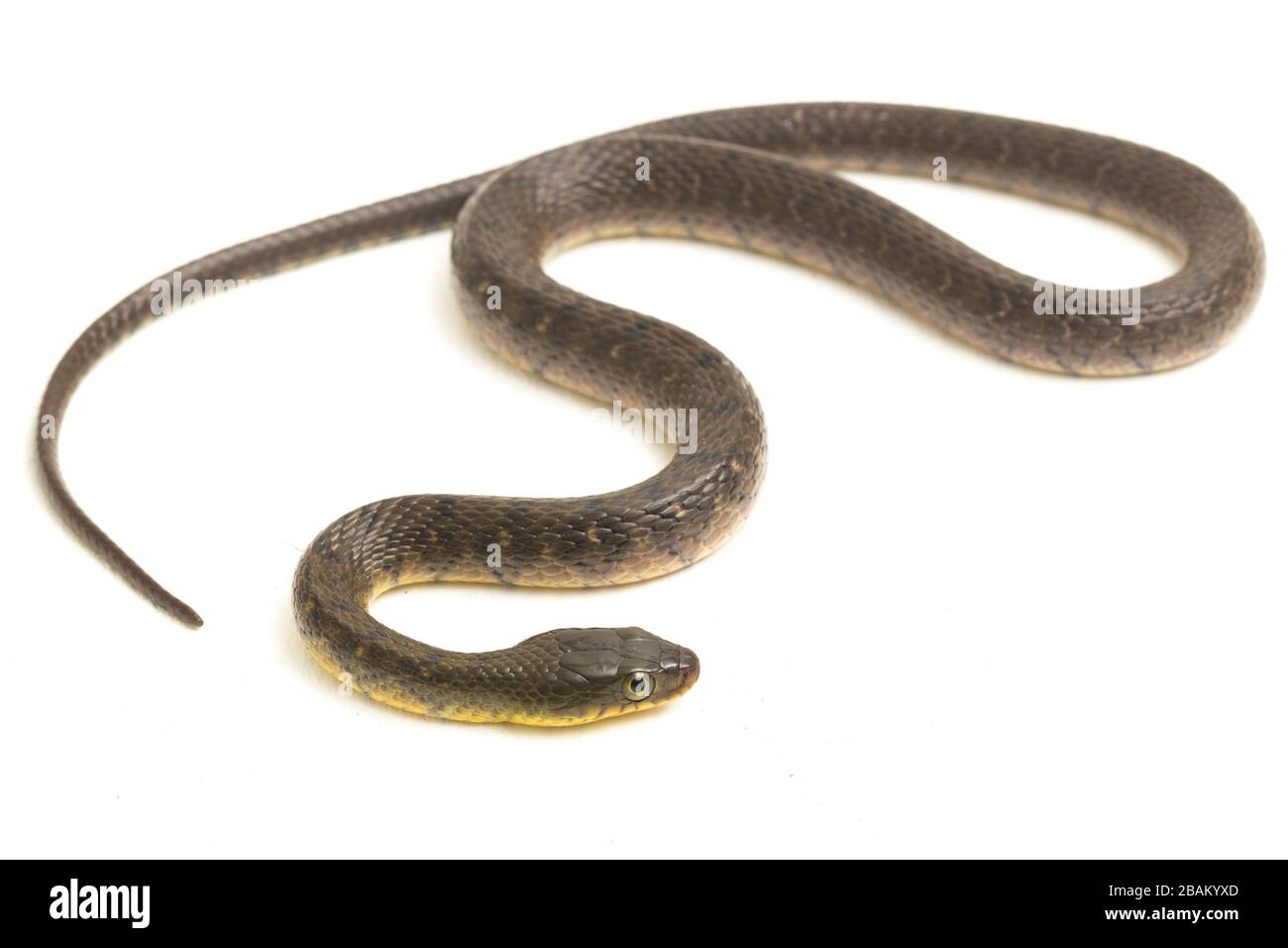 Wasserschlangendreieck Keelback (Xenochrophis trianguligerus) isoliert auf weißem Hintergrund Stockfoto