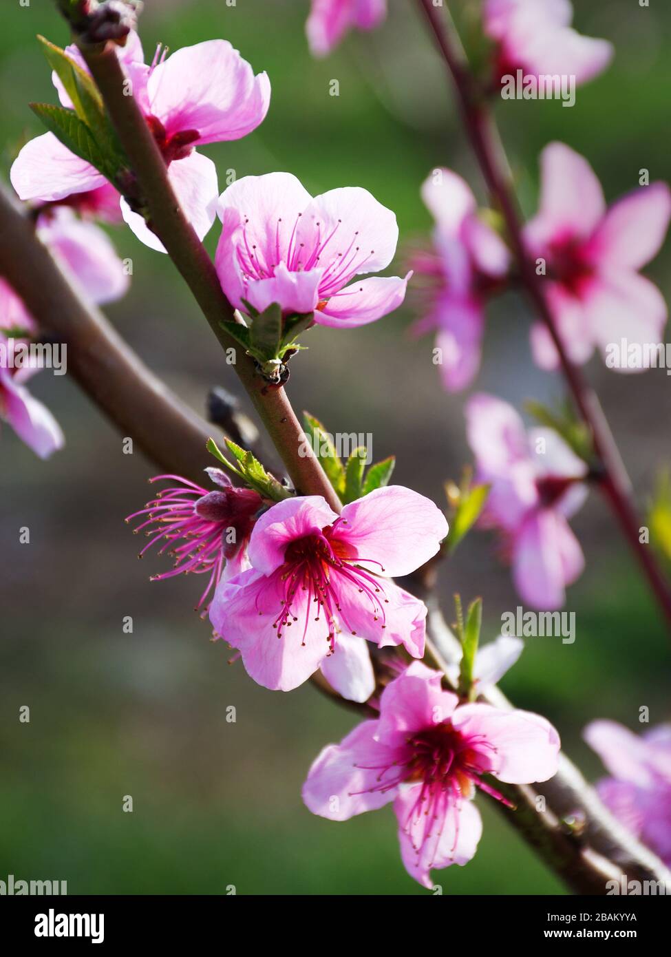 Pfirsichblüten genießen die Frühlingssonne in Zentral-Virginia Stockfoto