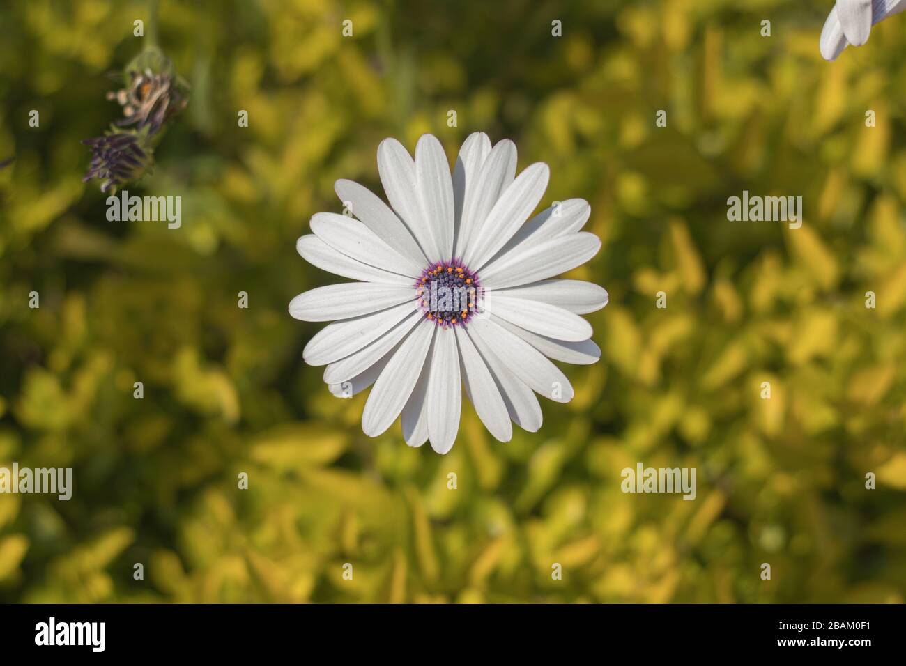 Schöne osteospermum fruticosum Blume im Garten Frühlingssaison Stockfoto
