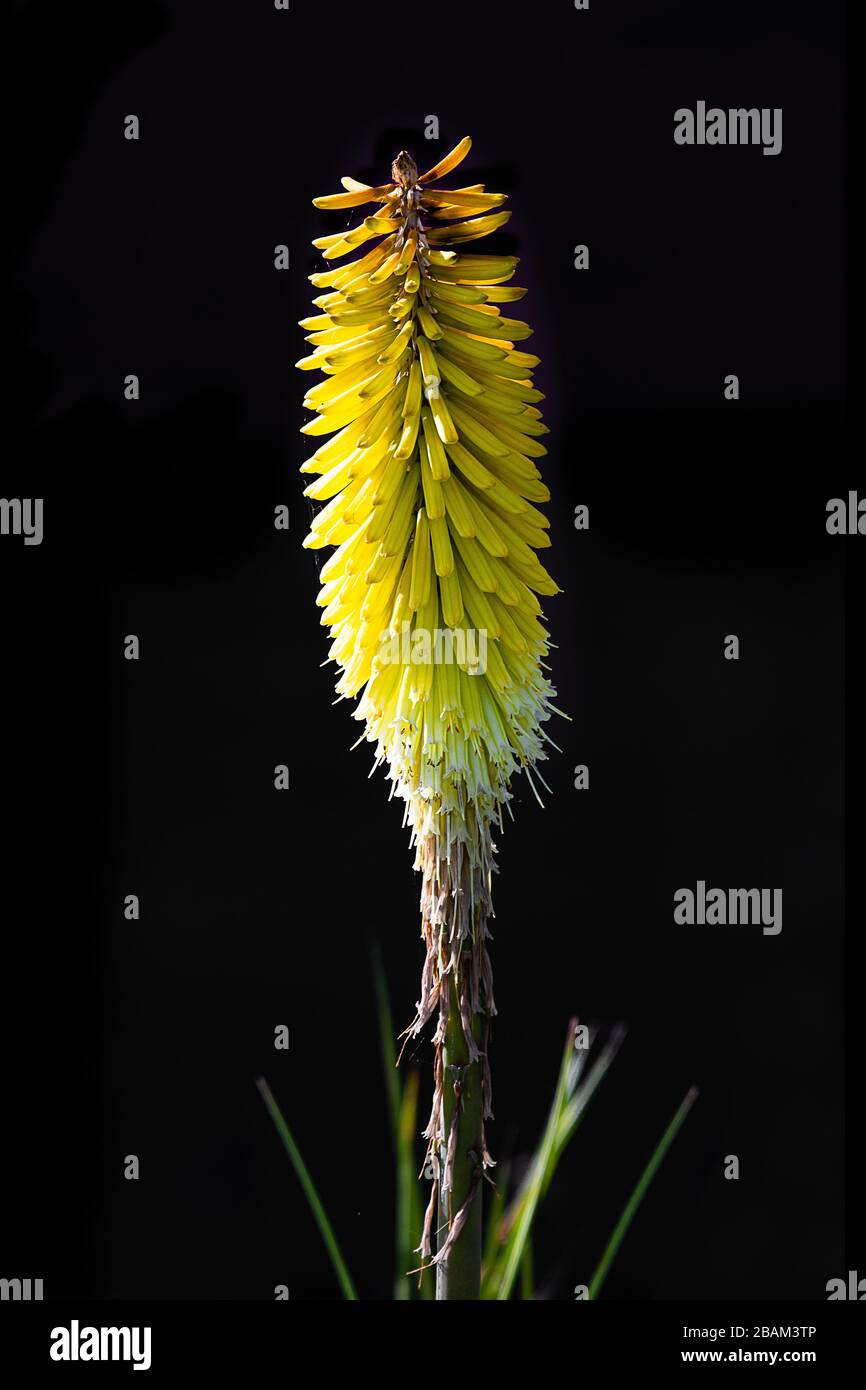 Eine Nahaufnahme der Blüte einer einzelnen Blüte. Dies ist eine kniphofia und wird häufiger als Red Hot Poker bezeichnet. Igenommen vor schwarzem Hintergrund Stockfoto