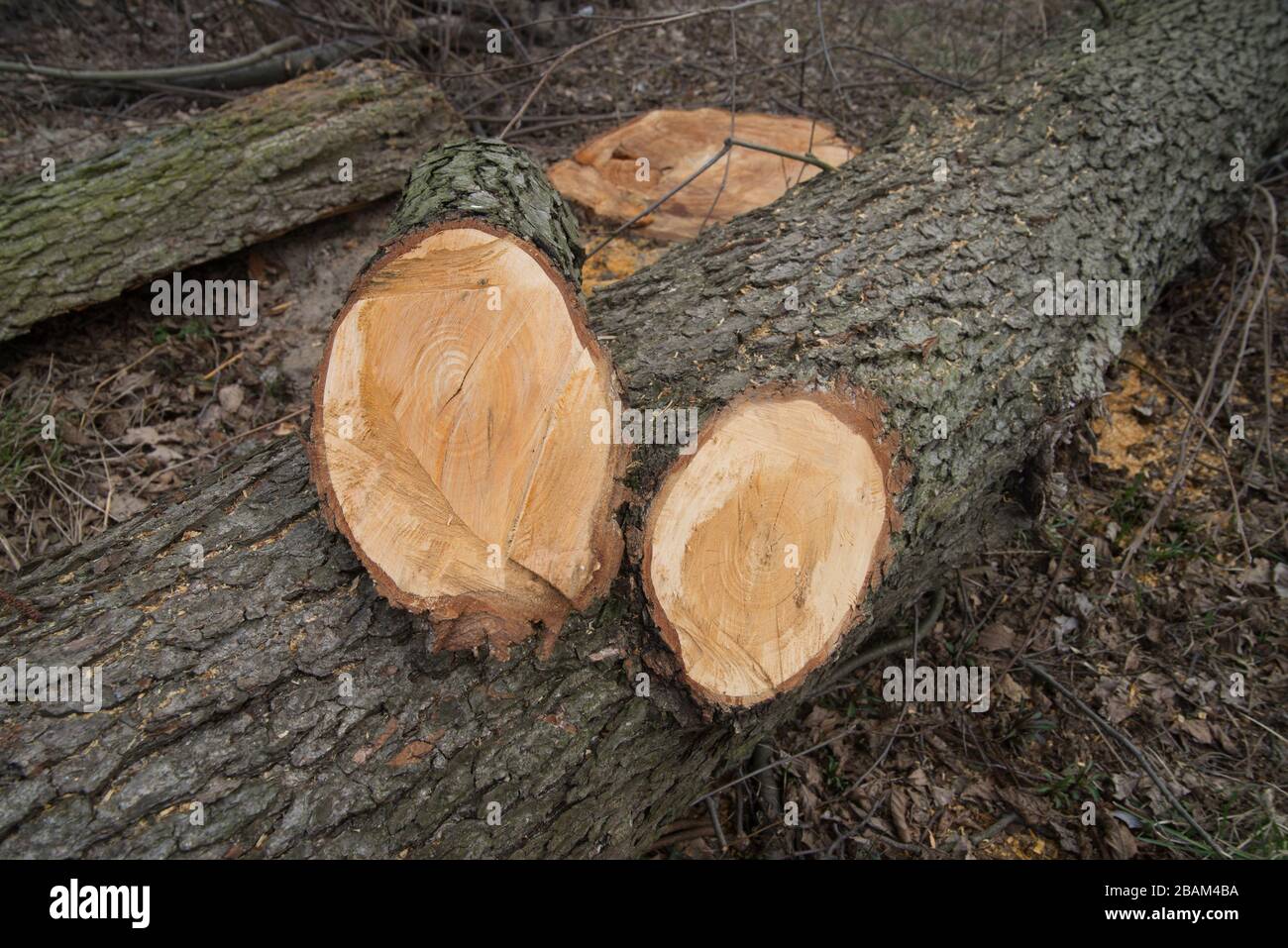 Schneiden Sie die Eiche in Wald Stockfoto