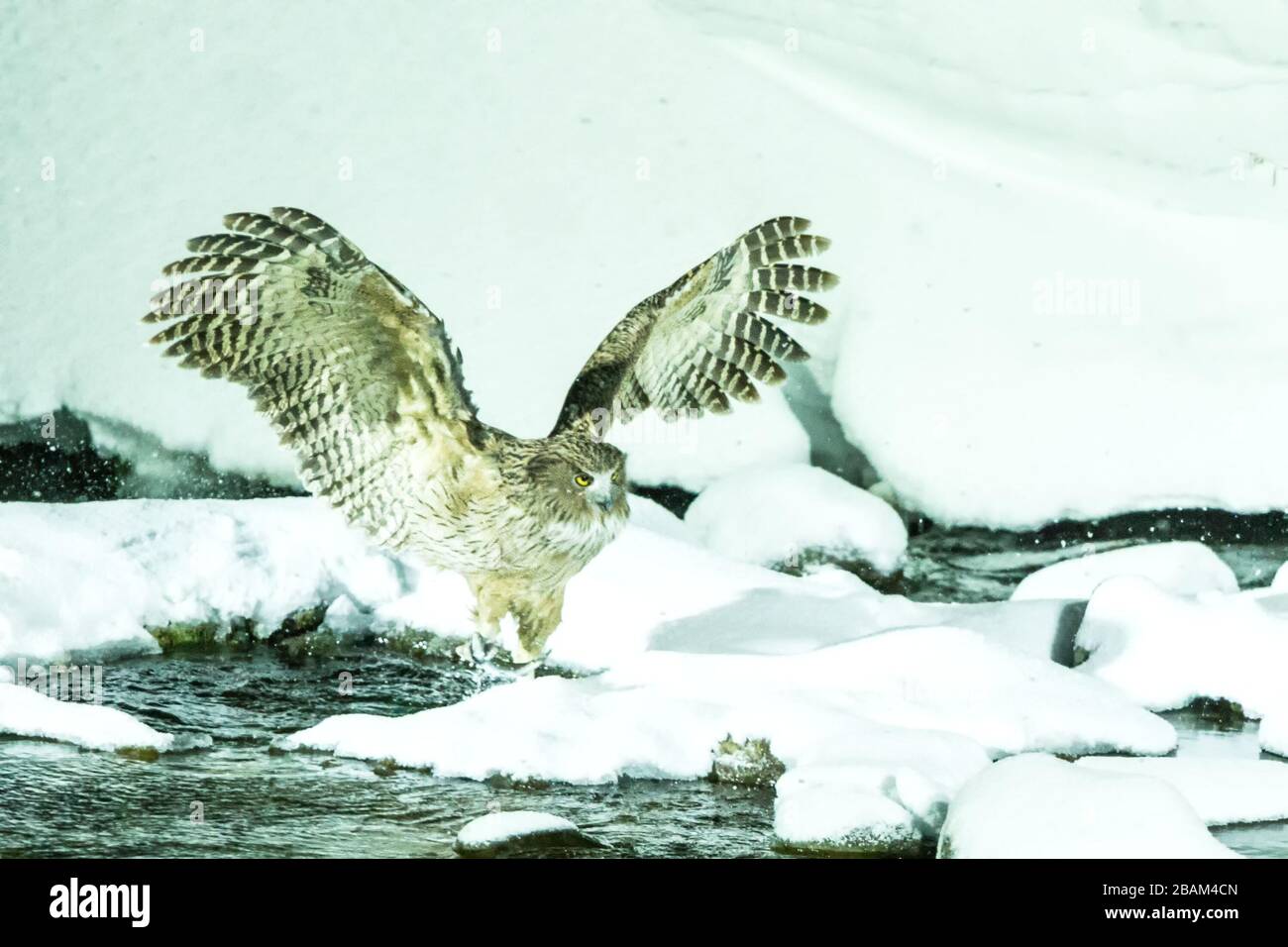 Blakistons Fischeule, Vogeljagd auf Fisch in kaltem Wasserbach, einzigartige natürliche Schönheit von Hokkaido, Japan, Vogelabenteuer in Asien, großer Angelvogel Stockfoto