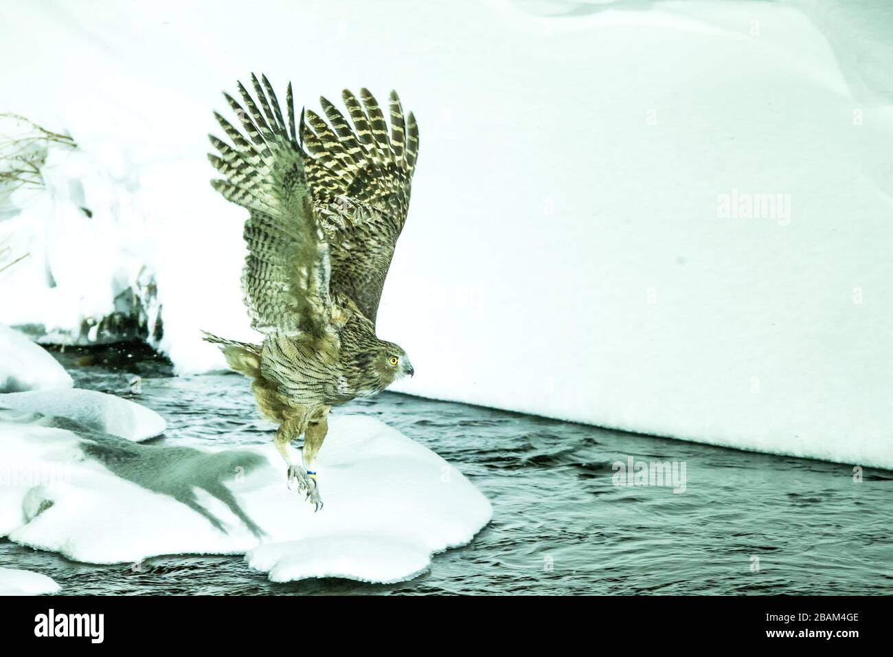 Blakistons Fischeule, Vogeljagd auf Fisch in kaltem Wasserbach, einzigartige natürliche Schönheit von Hokkaido, Japan, Vogelabenteuer in Asien, großer Angelvogel Stockfoto