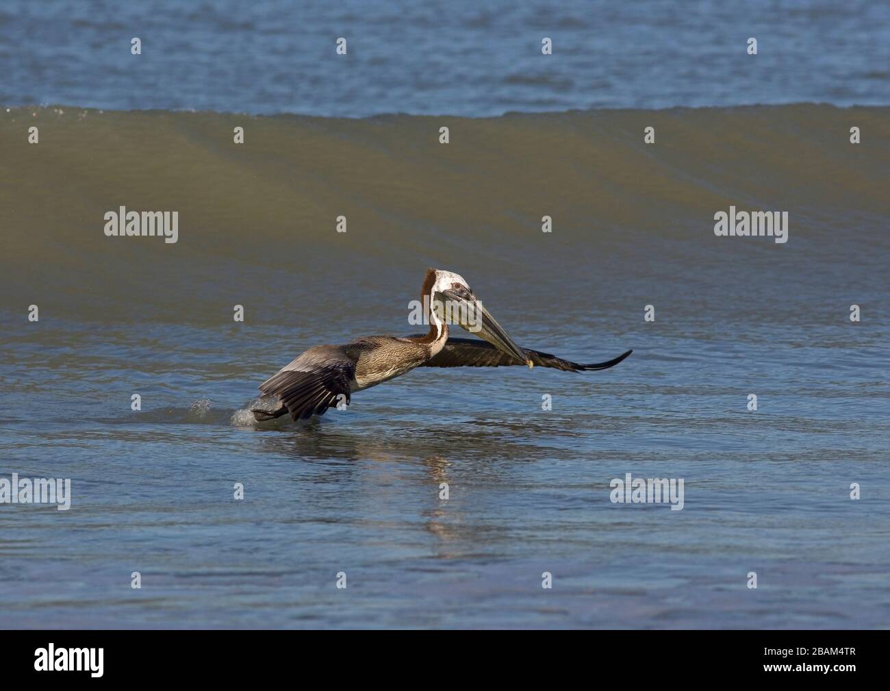 Brauner Pelikan Pelecanus Occidentalis im Flug nach dem Fang Fische Florida Gulf Coast USA Stockfoto