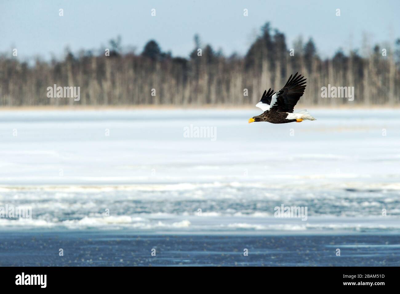 Adler Ausmalbilder: Entdecke die majestätische Welt der Adler und lass deiner Kreativität freien Lauf!