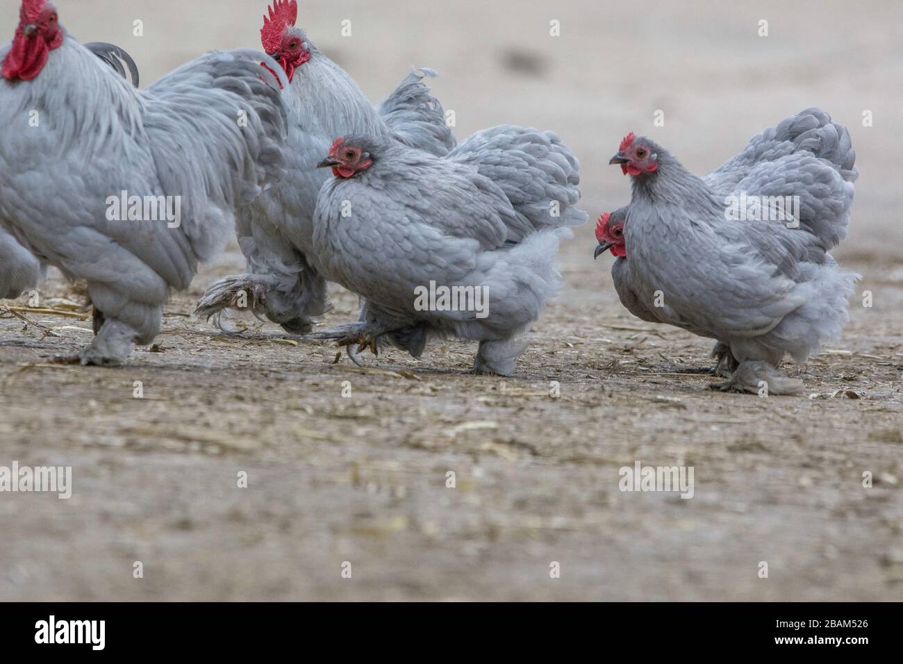 Eine Herde Hühner und Hahnentühner Stockfoto