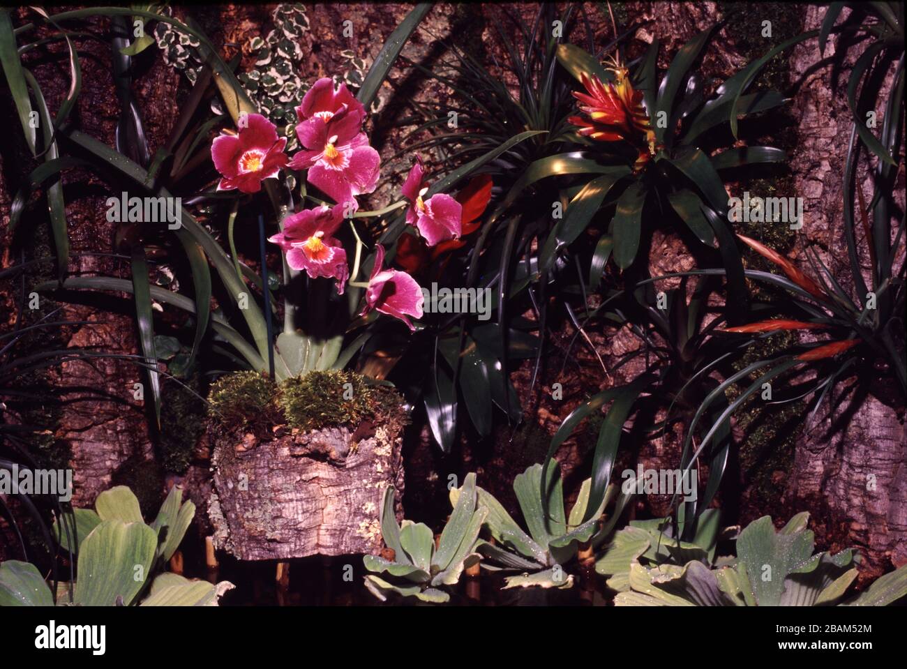 Aqua-Terrarium mit epiphytischen Orchideen, Bromelien und Wassersalat  (Pitia-Stratioten Stockfotografie - Alamy