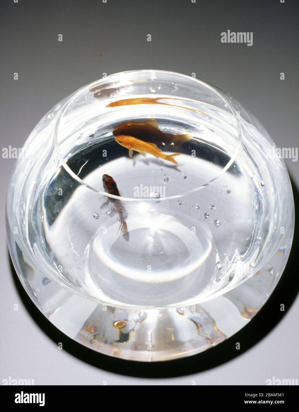 Goldfischglas Stockfoto