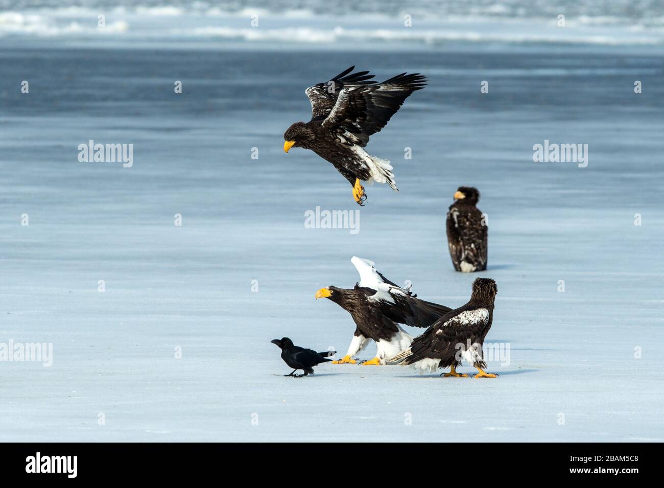 Zwei Steller Seeadler, die auf dem gefrorenen See über Fisch kämpfen, Hokkaido, Japan, majestätische Meerraptoren mit großen Krallen und Schnäbeln, Wildtierszene aus der Natur Stockfoto