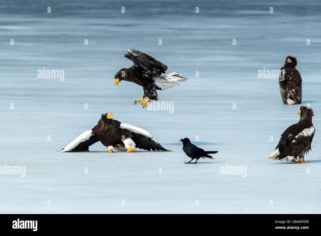 Zwei Steller Seeadler, die auf dem gefrorenen See über Fisch kämpfen, Hokkaido, Japan, majestätische Meerraptoren mit großen Krallen und Schnäbeln, Wildtierszene aus der Natur Stockfoto