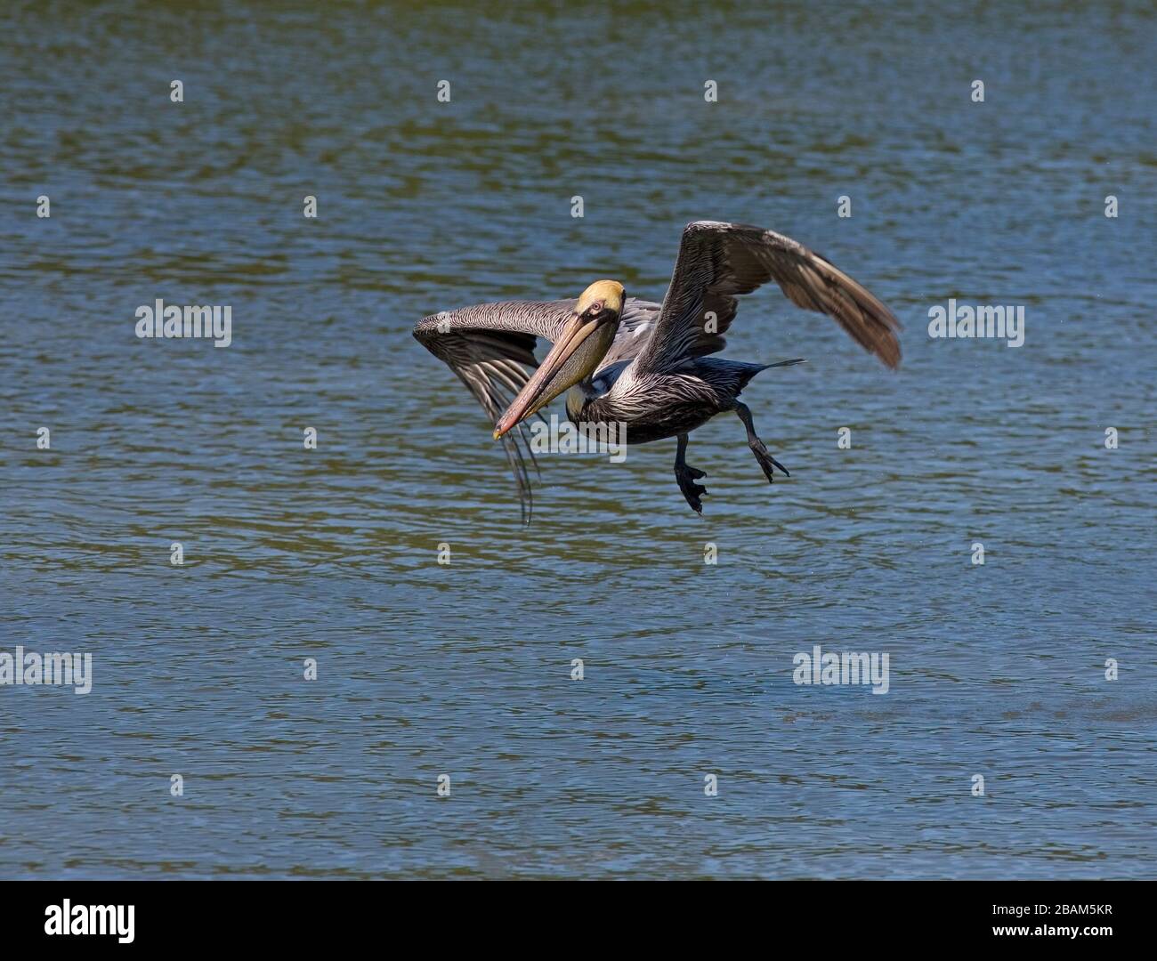 Brauner Pelikan Pelecanus Occidentalis im Flug nach dem Fang Fische Florida Gulf Coast USA Stockfoto