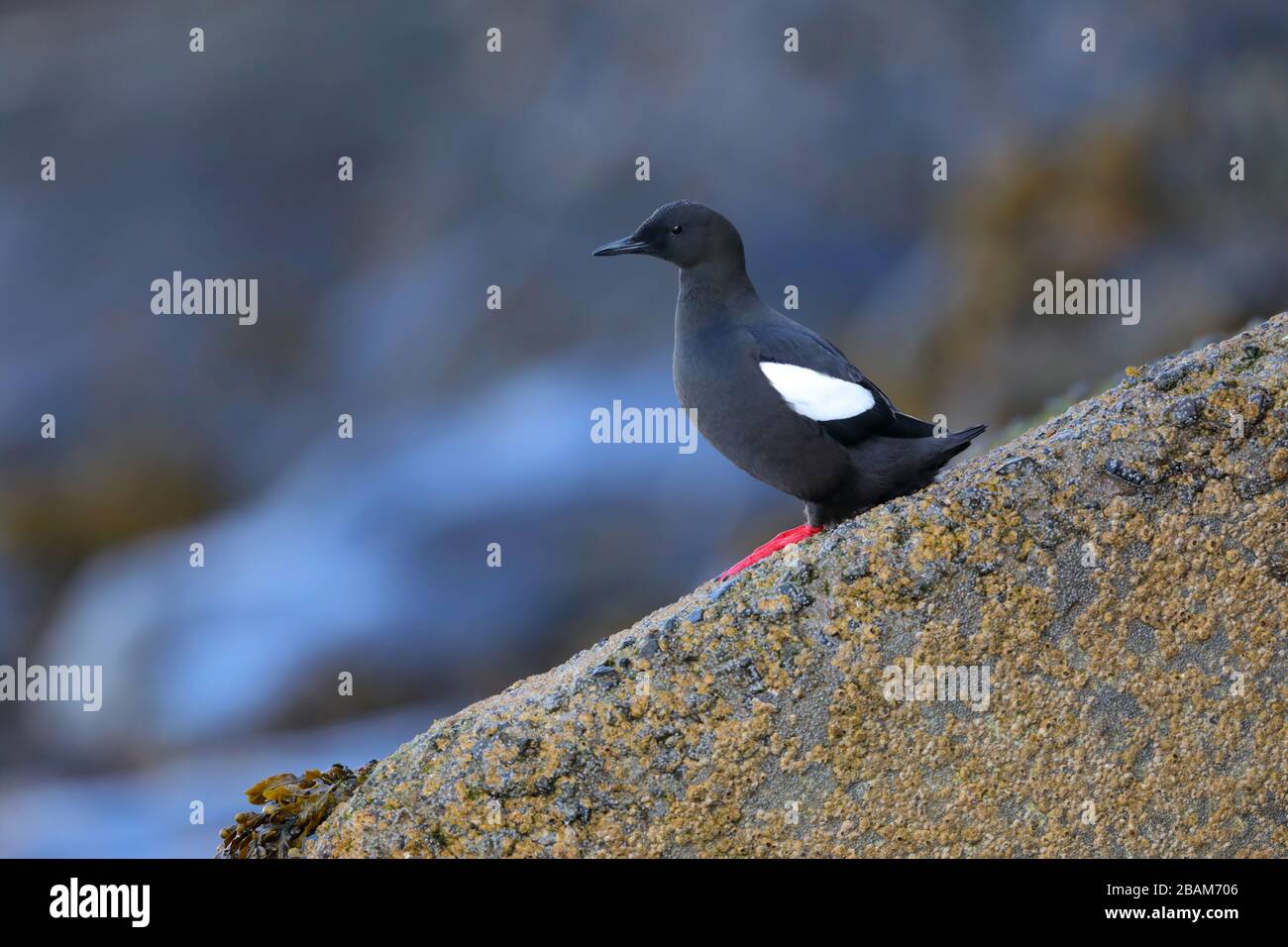 Ein erwachsenes Zuchtgefieder Black Guillemot (Cepphos grylle arcticus), das seine roten Füße zeigt, saß auf einem Felsen in der Nähe einer Brutkolonie in Oban, Schottland Stockfoto