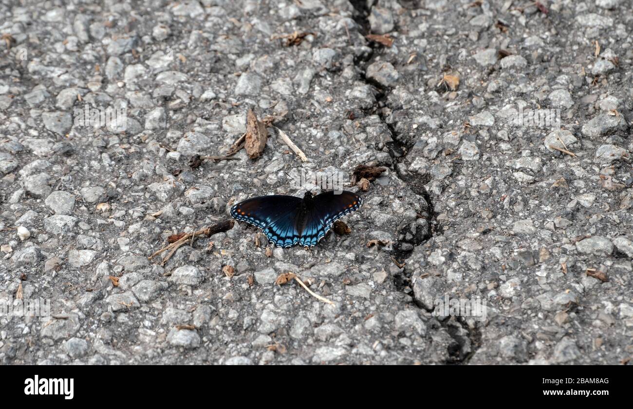 Mit offenen Flügeln sonnt sich ein rot gefleckter violetter Admiral auf dem gerissenen Straßenbelag . Bokeh-Effekt. Stockfoto