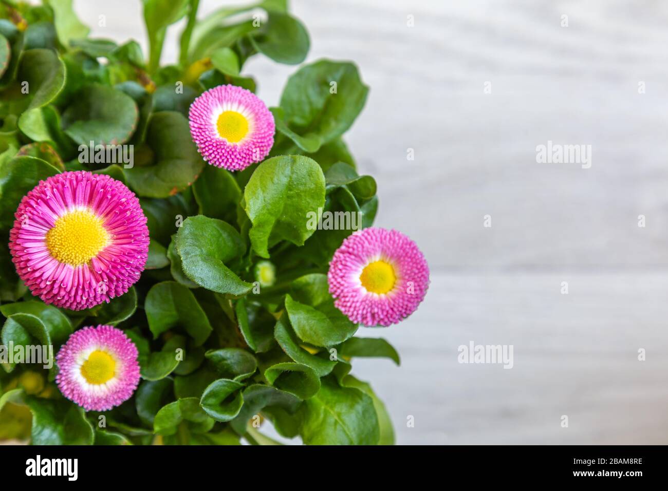 Rosa Gänseblümchen mit einem gelben Herz auf lightem Holzhintergrund mit Kopierraum Stockfoto