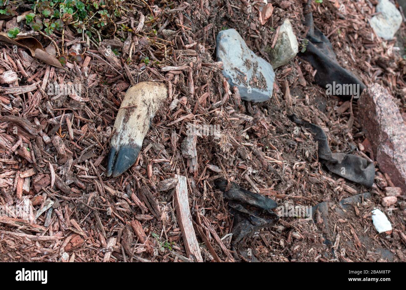 Dieses Blumenbett in Missouri wurde zum begräbenden Gelände, als der Familienhund einen Hirschkadaver entdeckte und das Bein unter dem Mulch verschüttete. Bokeh. Stockfoto