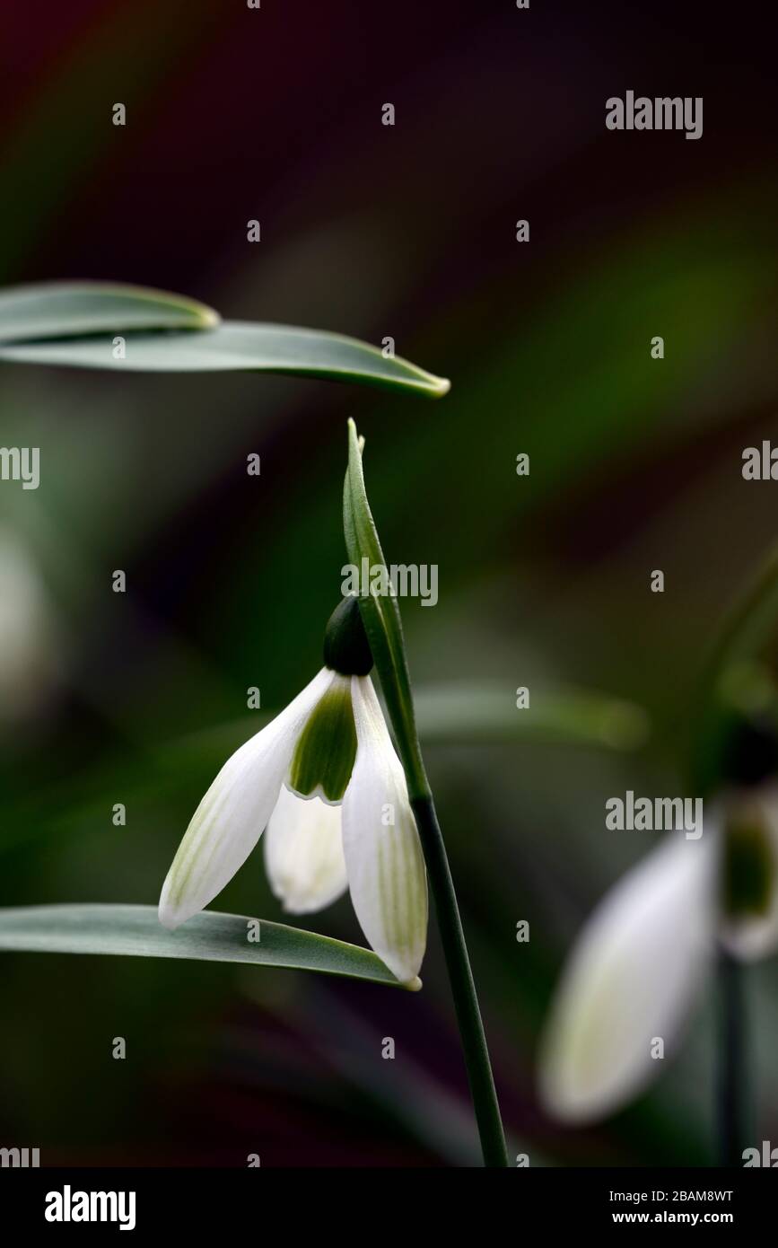 Galanthus Emerald Isle, Schneeglöckchen, Schneeglöckchen, Hybrid, grüne Markierungen, virescent, Frühling, Blume, Blumen, RM Floral Stockfoto