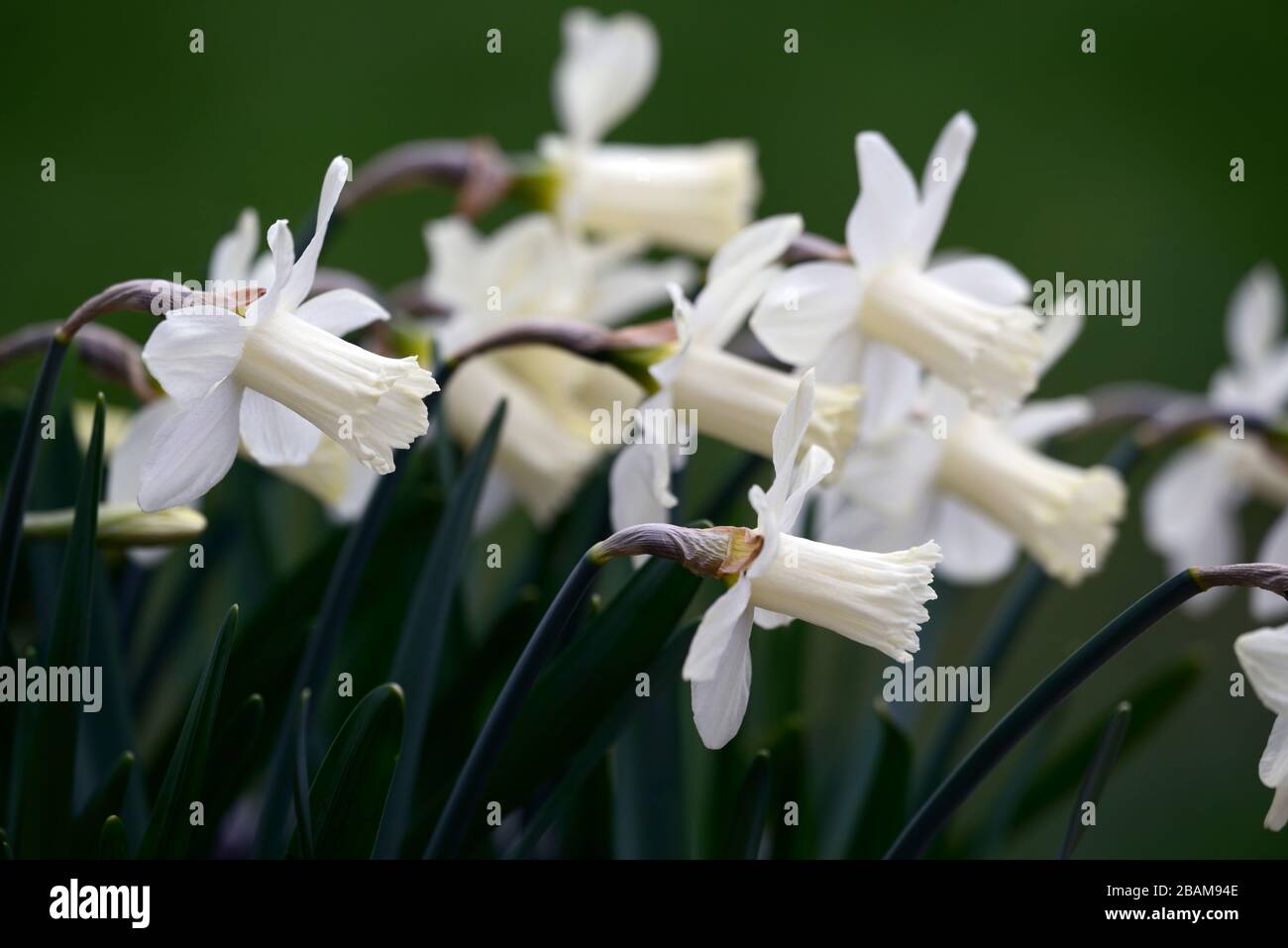 Narzissus Snow Baby, Narcissi, Narzissi, Narkodil, Narkossil, Narkossil, weiße Cremetompete, Trompeten, weiße Cremeflower, Blumen, Blüte, Miniatur, klein, kurz, RM Floral Stockfoto