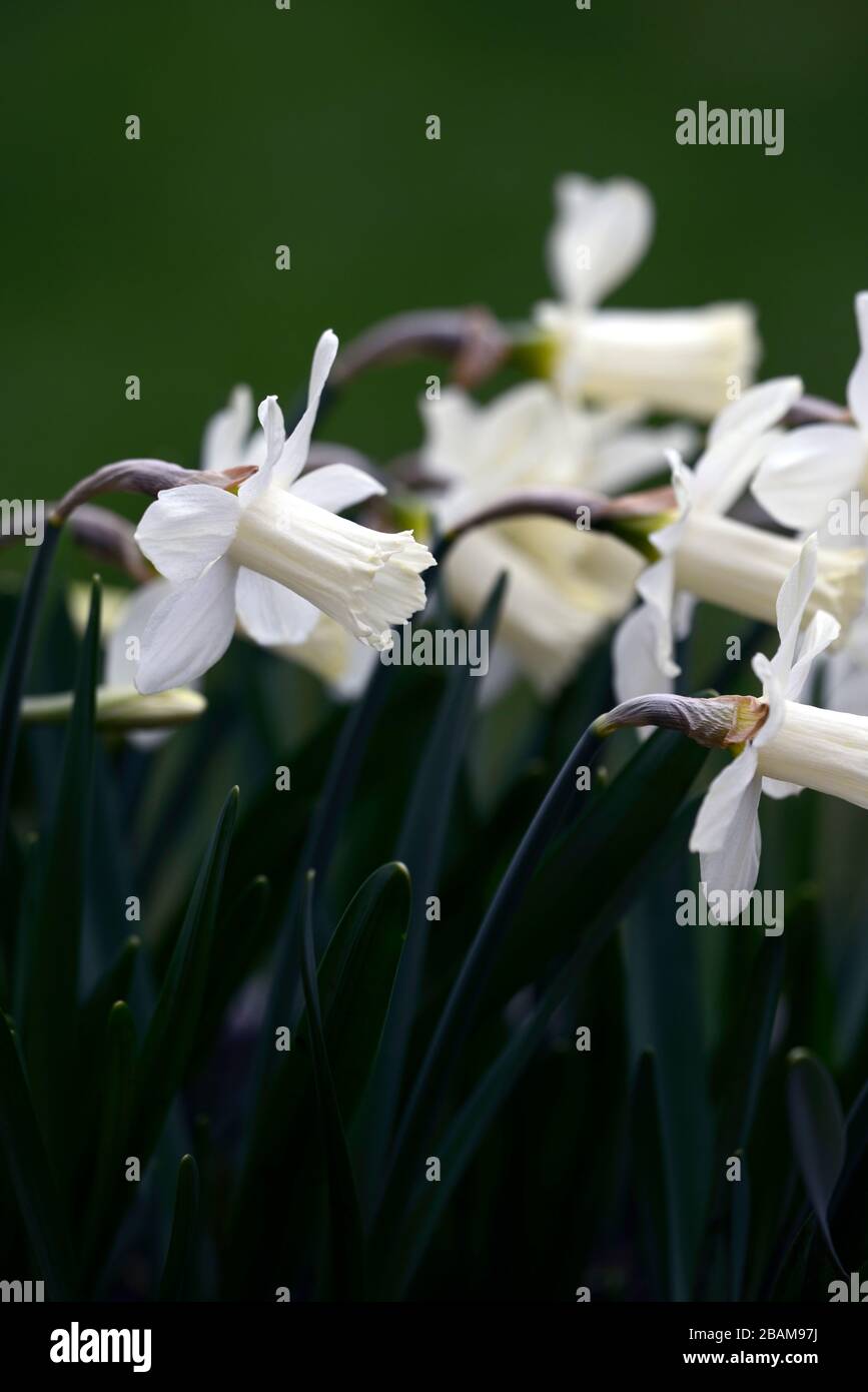 Narzissus Snow Baby, Narcissi, Narzissi, Narkodil, Narkossil, Narkossil, weiße Cremetompete, Trompeten, weiße Cremeflower, Blumen, Blüte, Miniatur, klein, kurz, RM Floral Stockfoto