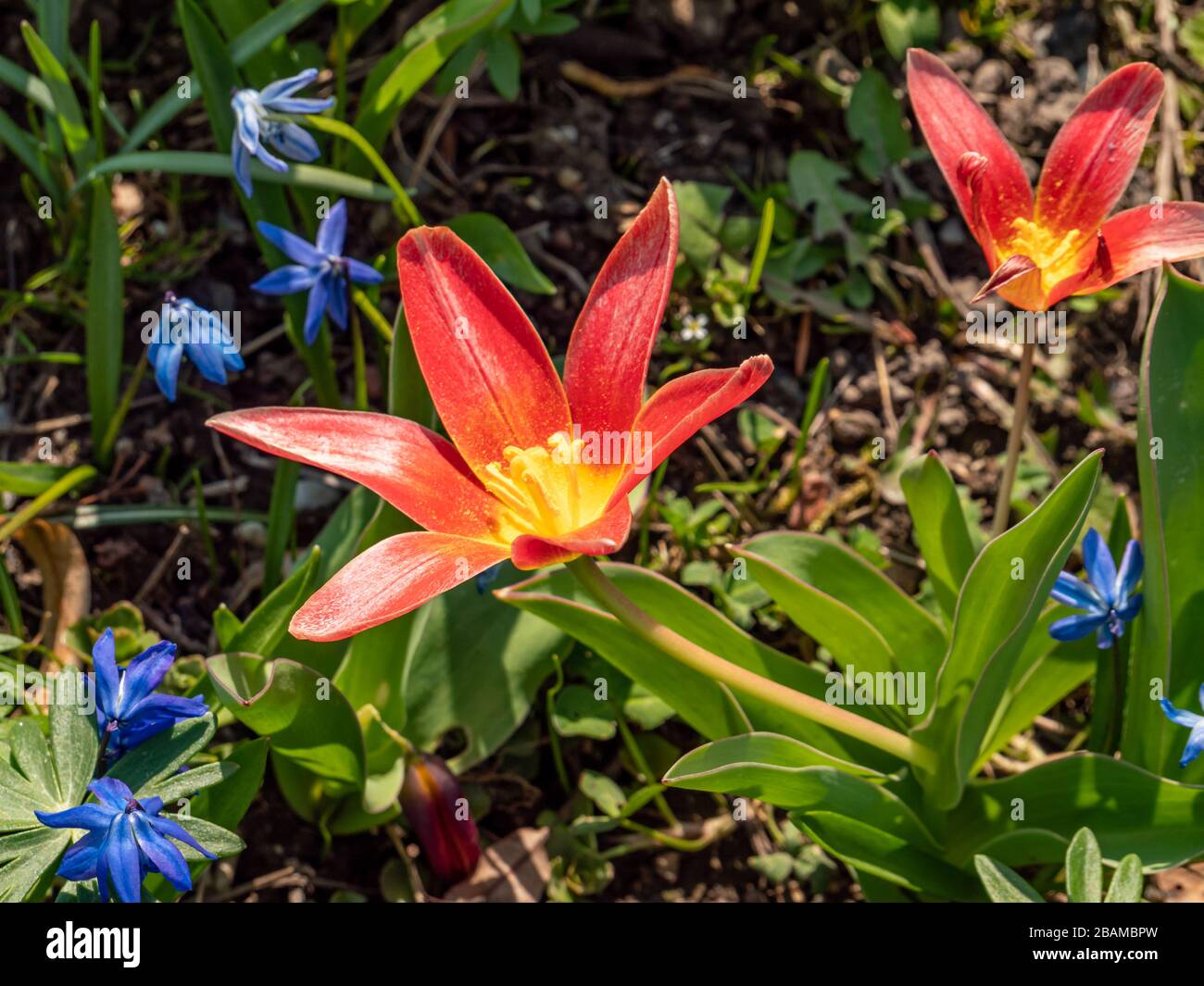 Seerosen-Tulpe Tulipa kaufmanniana im Frühjahr Stockfoto