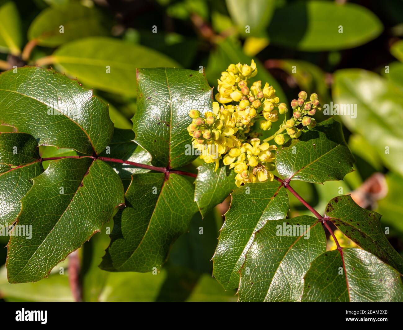 Gemeine Mahonia-Blume im Park Stockfoto