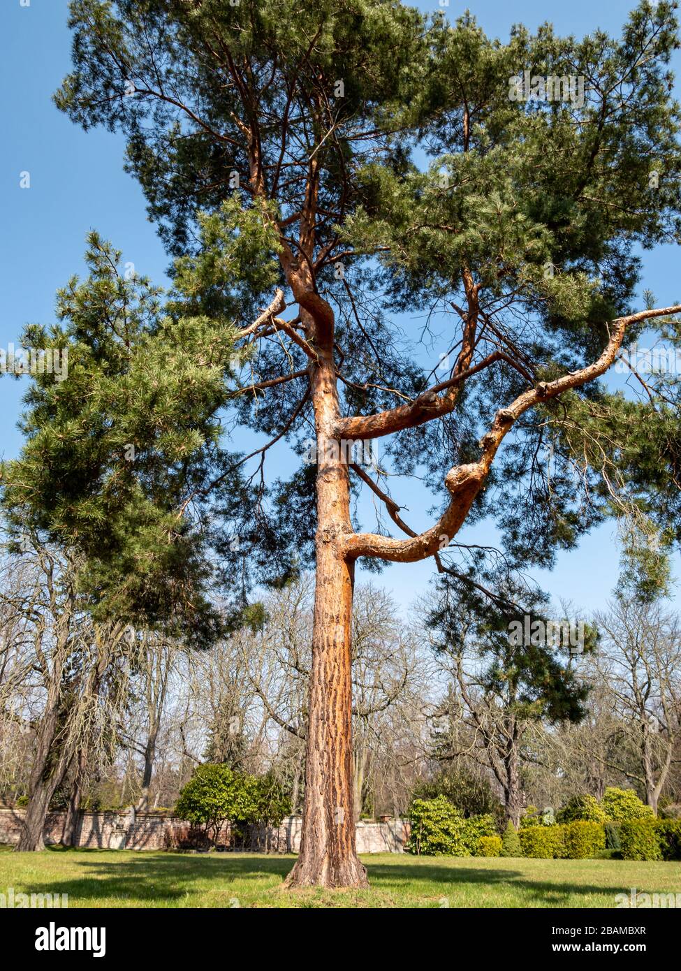 Jeffreys Kiefer Pinus jeffreyi im Park Stockfoto