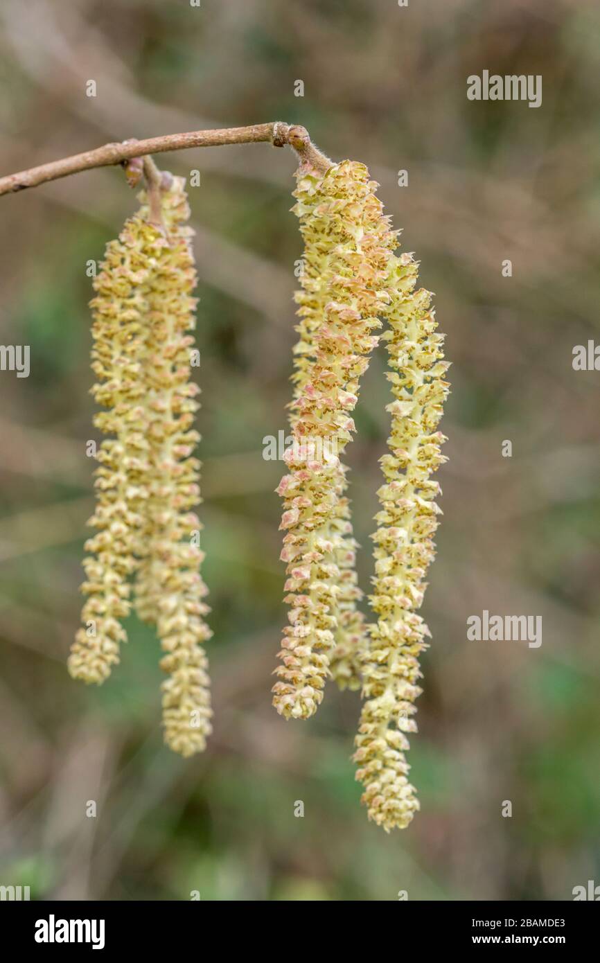 Nahaufnahme von männlichen Blüten / Kätzchen von Hazel / Coryllus avellana in einem UK Hecken. Produziert Haselnüsse. Stockfoto