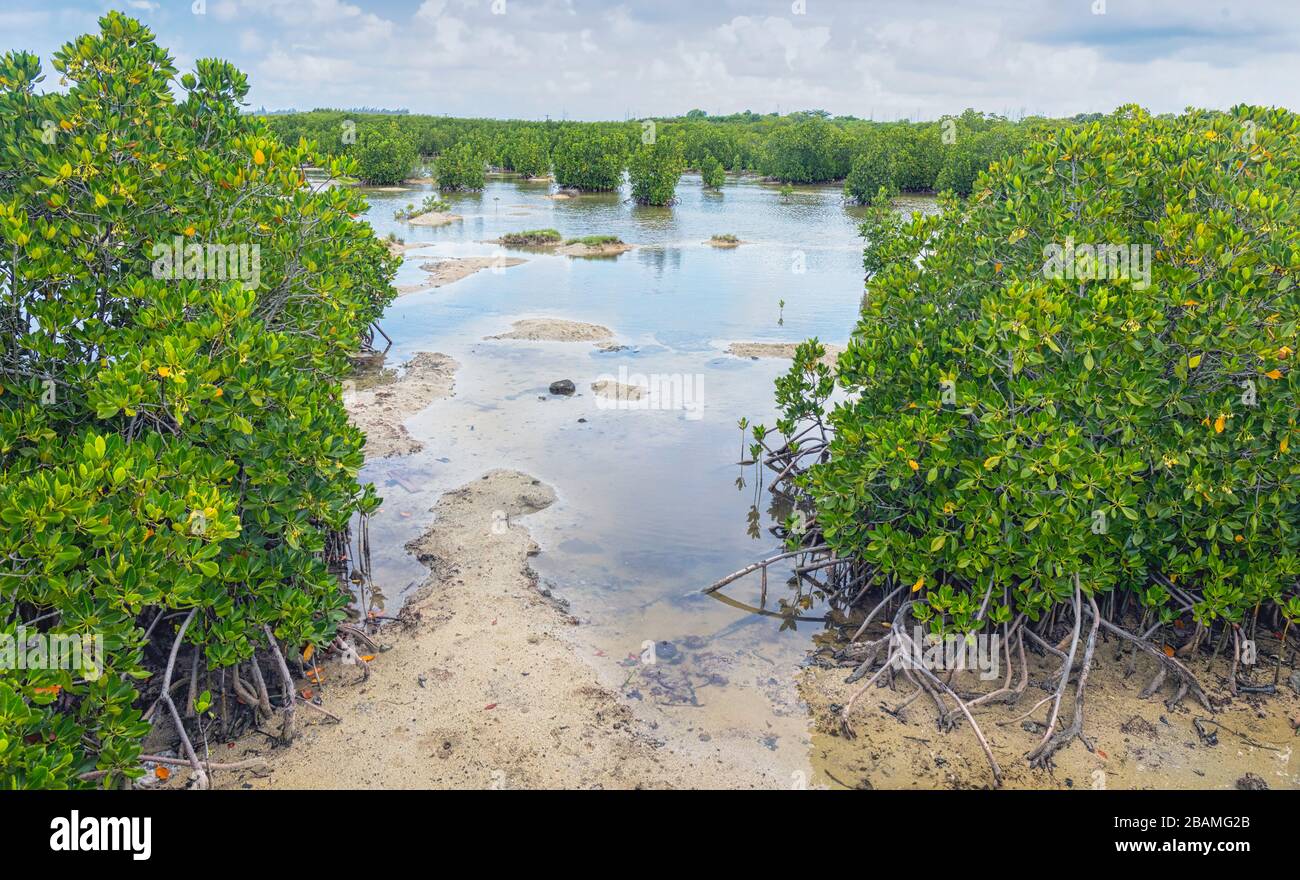 Die Pointe D'Esny Feuchtgebiet in der Nähe von Mahebourg, Mauritius, Maskarenen Inseln. Die Feuchtgebiete sind ein Ramsar-gebiet von internationaler Bedeutung erklärt. Stockfoto