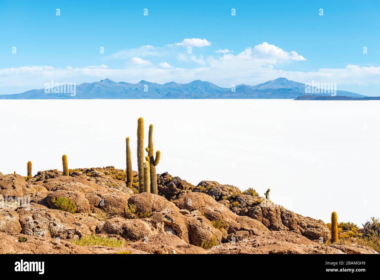 Der Giant Atacama Cactus (Echinopsis atacamensis) auf der Insel Incahuasi in der Uyuni Salt Flat Desert, Bolivien. Stockfoto