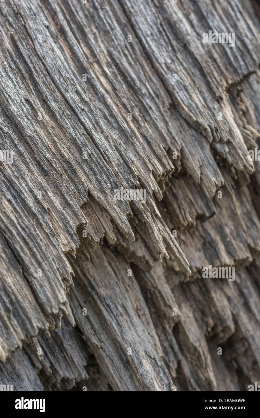 Gespaltene, verdrehte, geknippte und splitterte Baumstammverwitterung in den Elementen. Sehen Sie SICH DIE NOTIZEN an, um genau zu sehen, was Sie gerade ansehen. Konzept abgeschmiert. Stockfoto