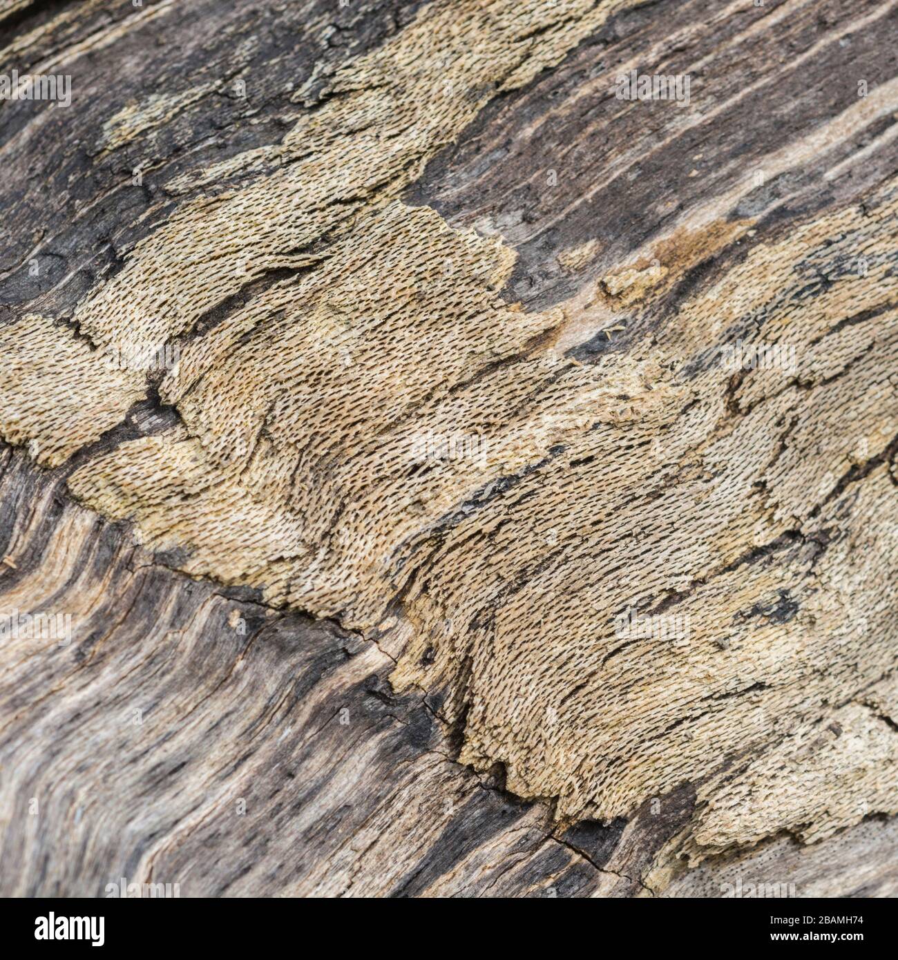 Freiliegendes Holz des alten gefällten Baumes, der verrottet. Oberflächenstruktur zeigt die innere Struktur der Physiologie des Baumes. Stockfoto