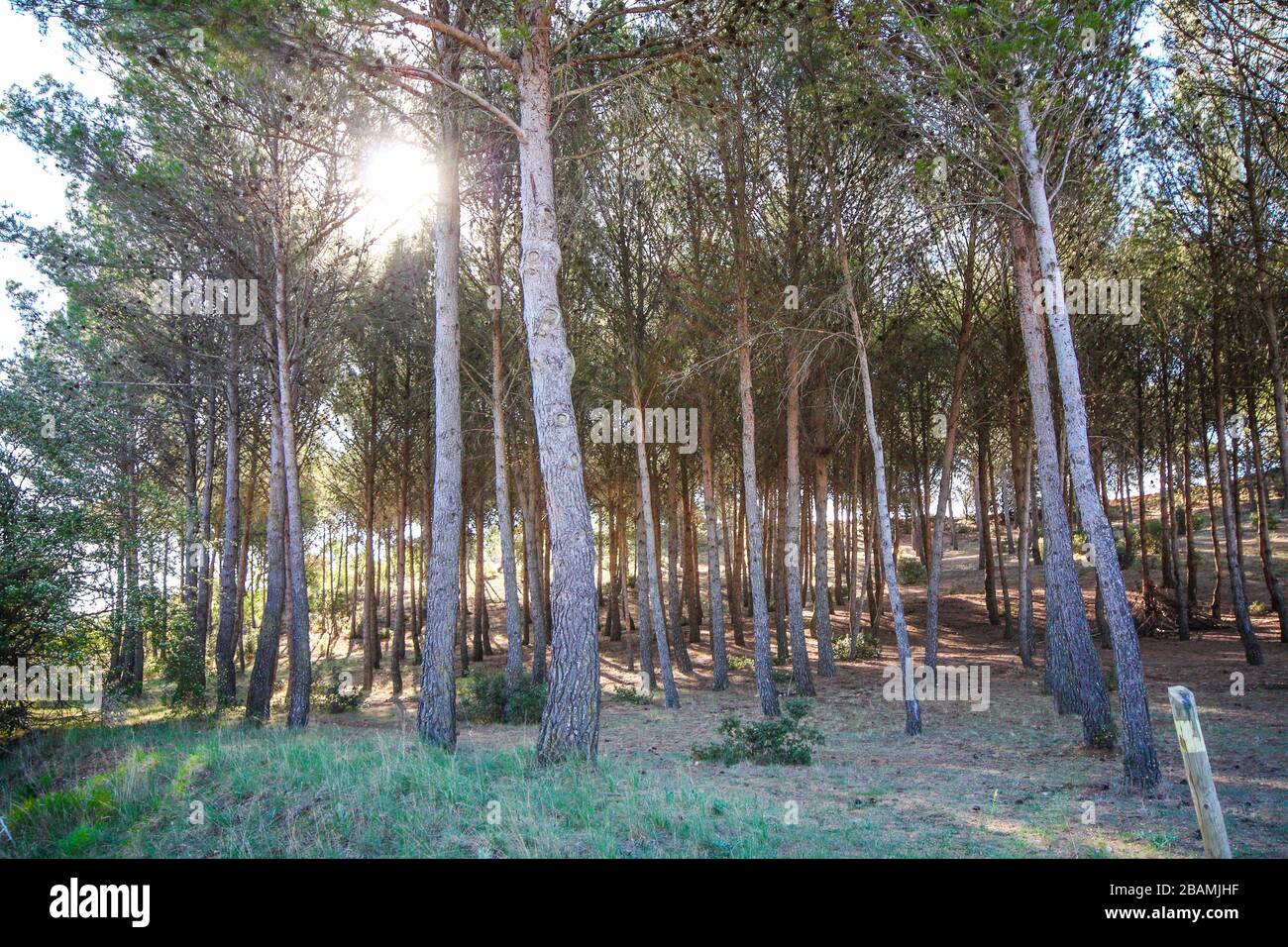 Wald im Frühling außerhalb von Madrid Stockfoto