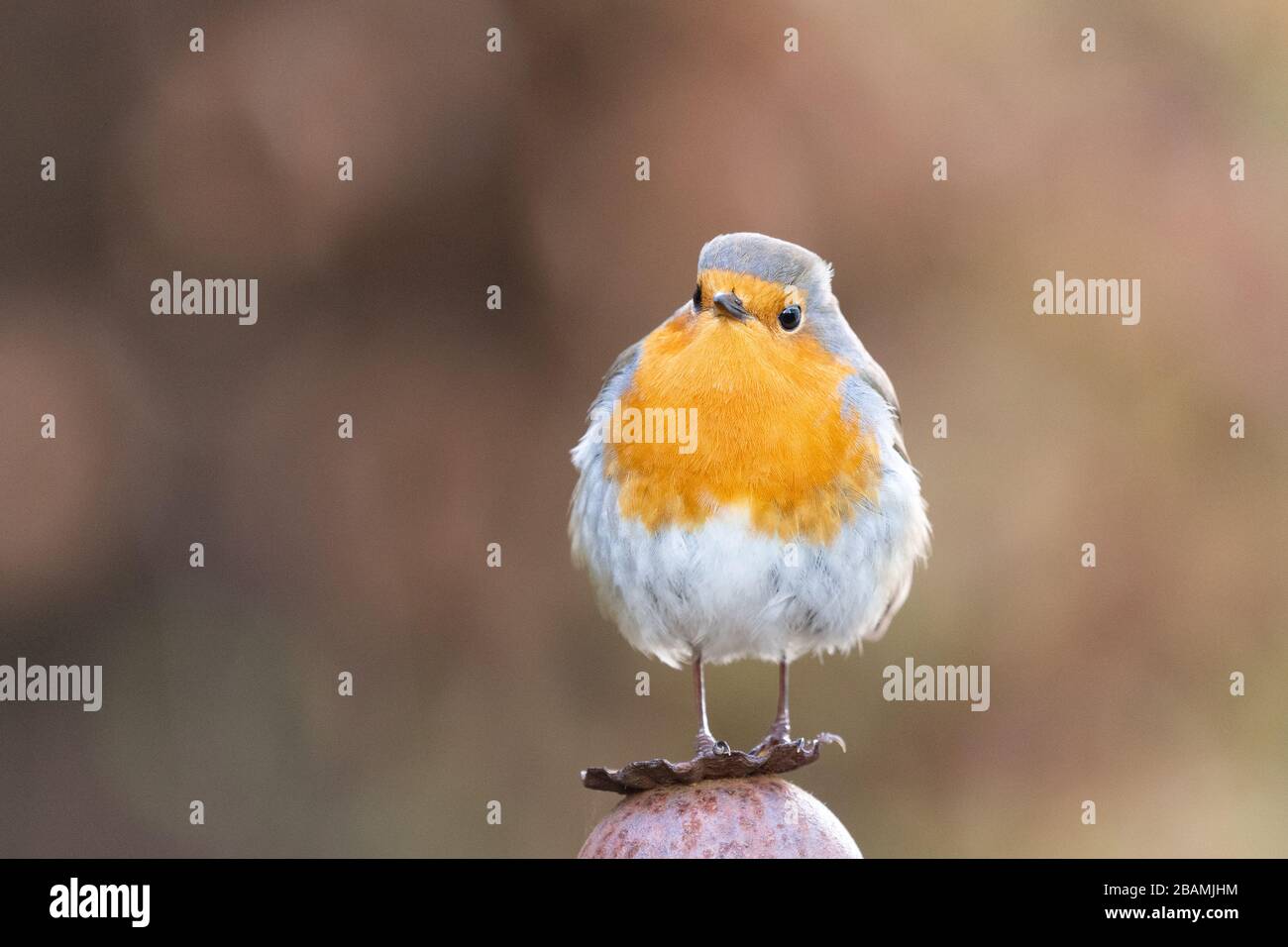 Robin - Erithacus rubecula - Großbritannien Stockfoto