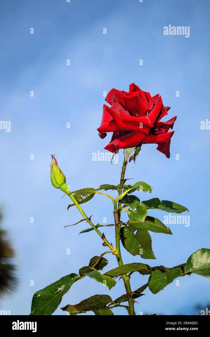 Eine einzelne rote Rose wächst = Liebe Stockfoto
