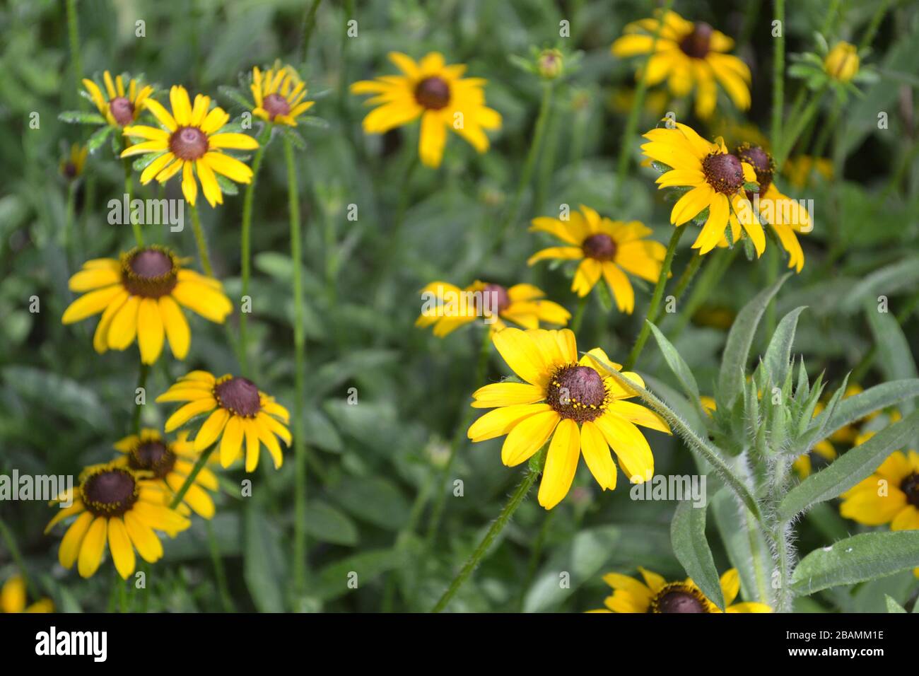 Black Eyed Susan Blumen Stockfoto