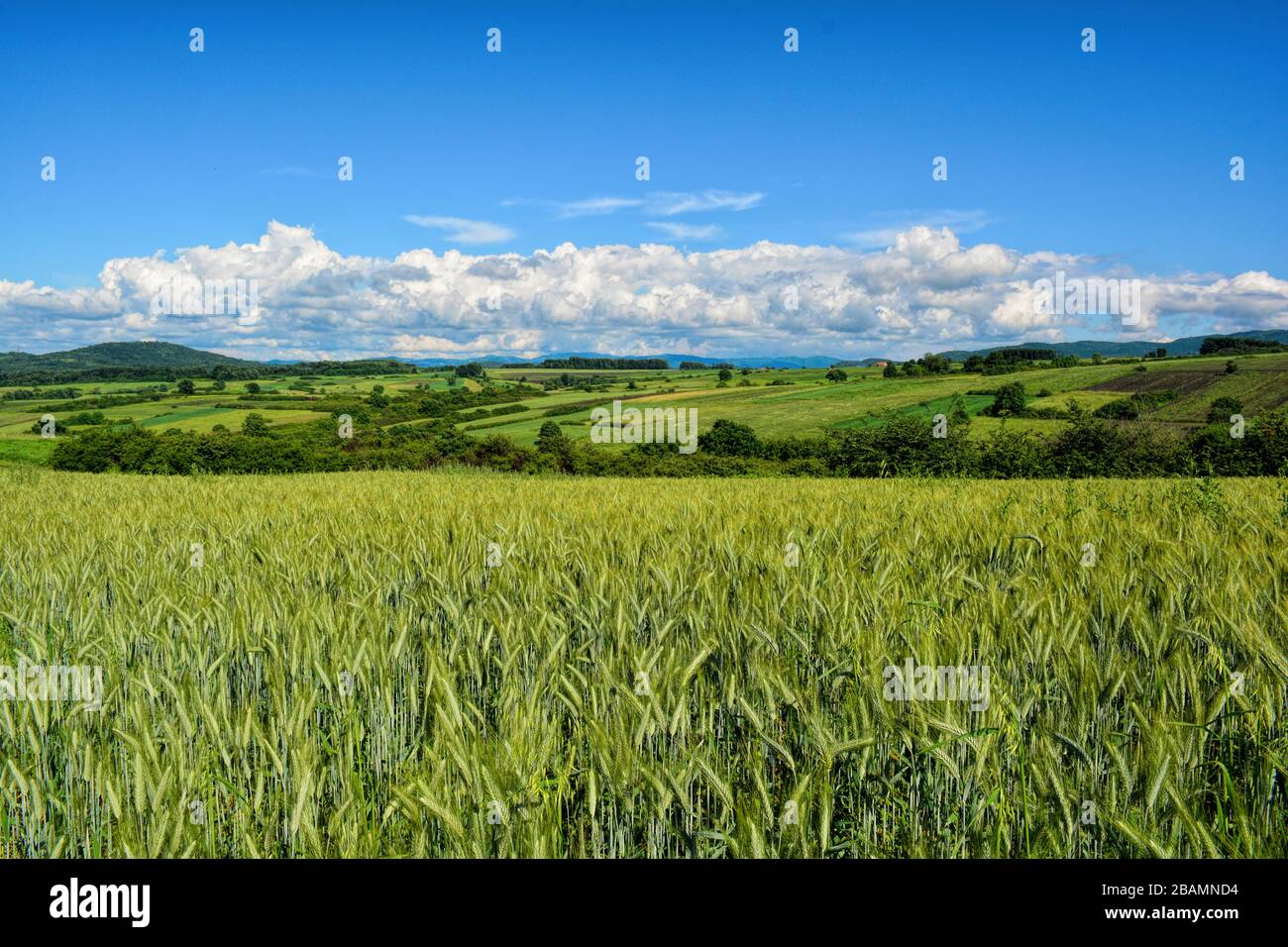 Feld von Grünweizen, grünen Hügeln und einigen weißen Wolken auf blauem, klarem Himmel, Landschaft im späten Frühling Stockfoto