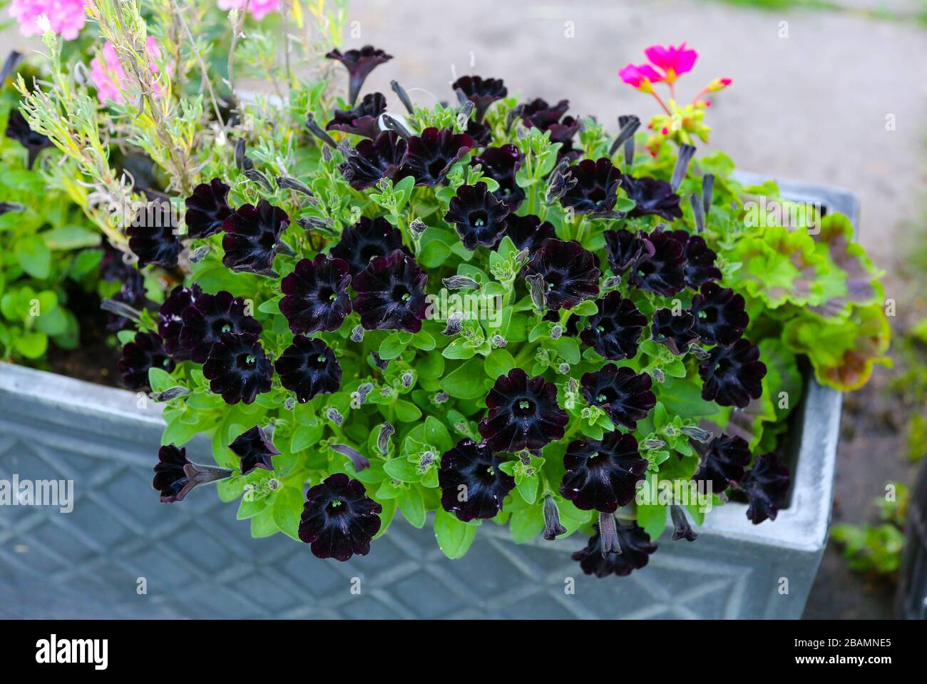 Petunia 'Happy Magic Charcoal Black' blüht im Trog Stockfoto