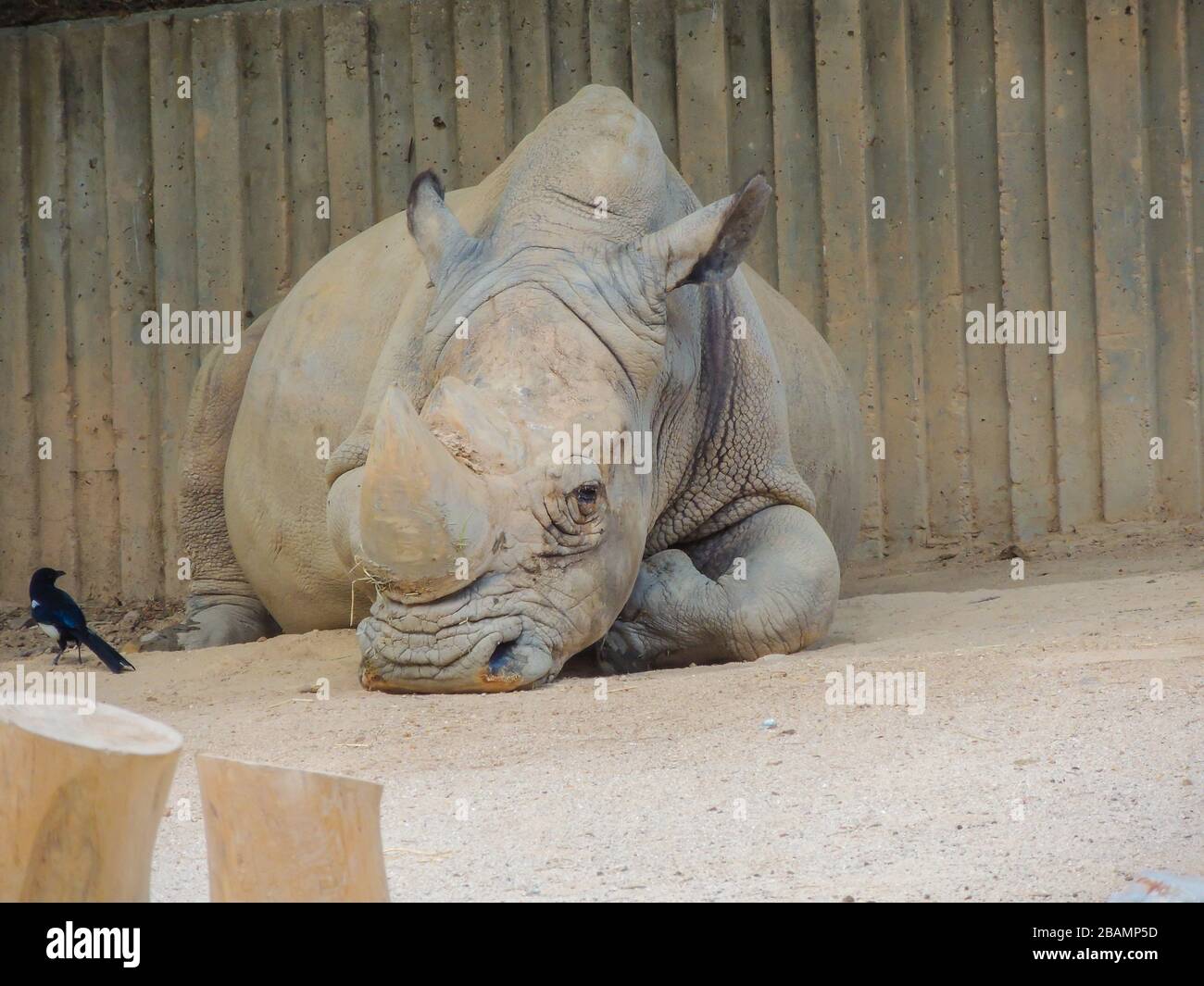 Traurige Tiere entzogen sich in einem Zoo ihrer Freiheit Stockfoto