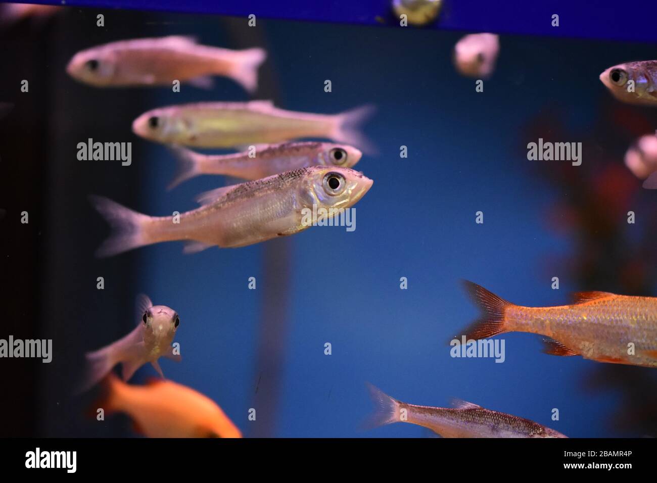 KOI Karpfen oder Nishikigoi. Farbige Sorten von Amur-Karpfen (Cyprinus rubrofuscus, Cyprinus carpio) Stockfoto